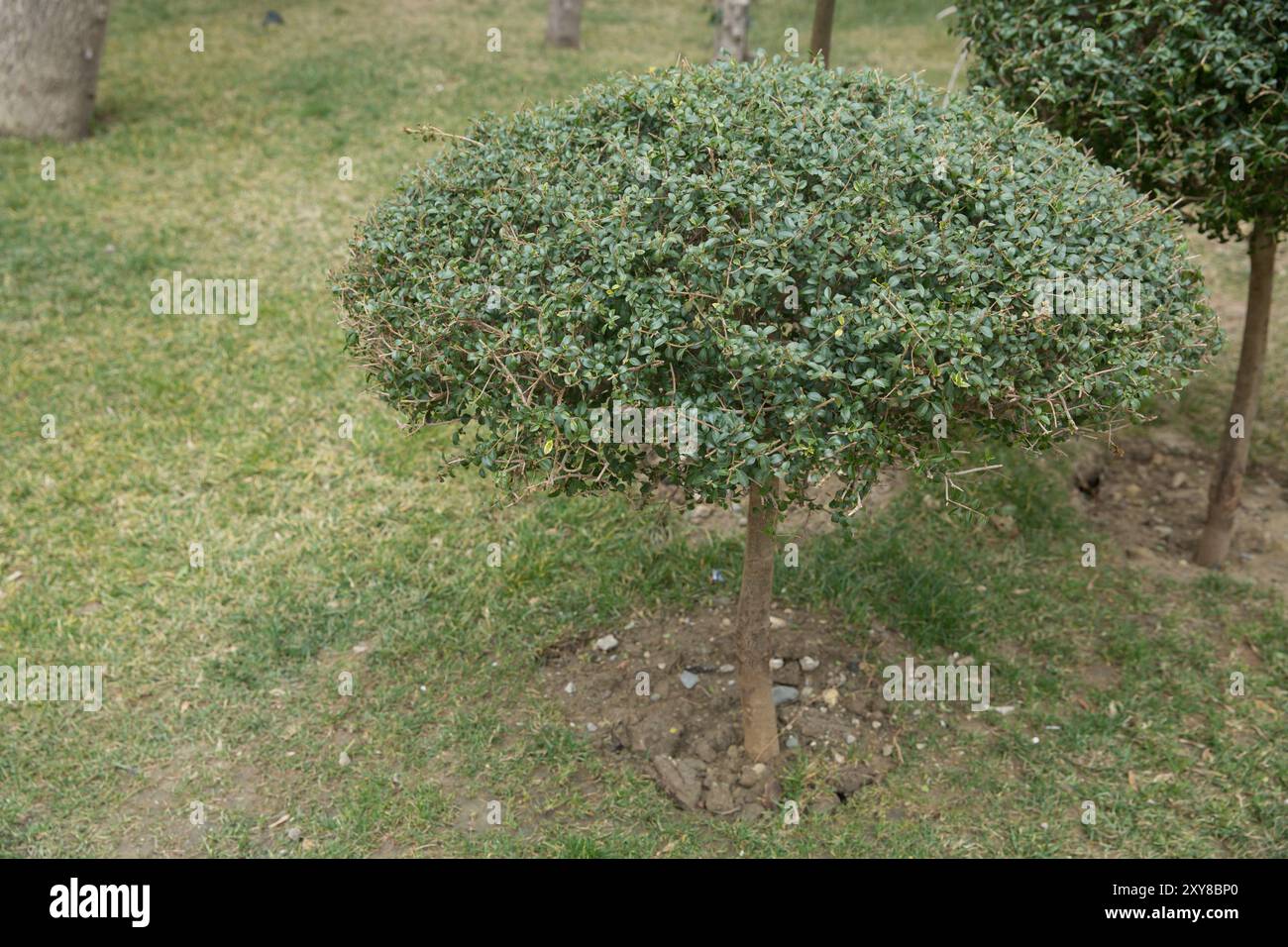 Littleleaf Buchsbaum. Buxus microphylla. Getrimmter grüner Busch in einem Batanic-Garten. Landschaftsgestaltung. Büsche in der Landschaftsgestaltung des Stadtparks auf sonnigem Raum Stockfoto