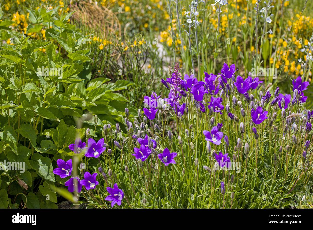 Ein Teppich aus violetten Blüten der Alpenglocke mit anderen Wildblumen Stockfoto