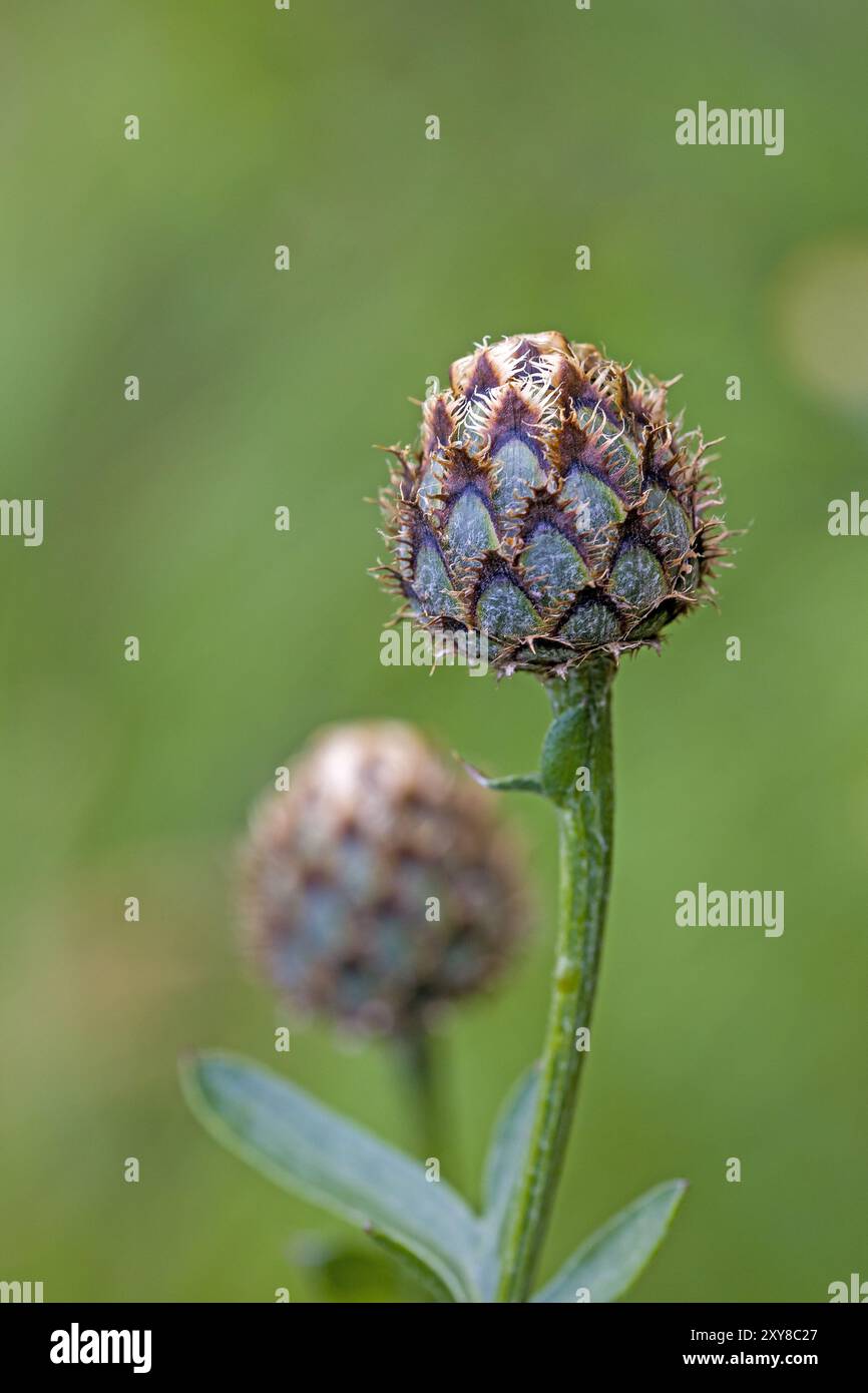 Die geschlossenen, schuppigen, grün-braunen Knospen der Korbblume mit verschwommenem hellgrünem Hintergrund Stockfoto