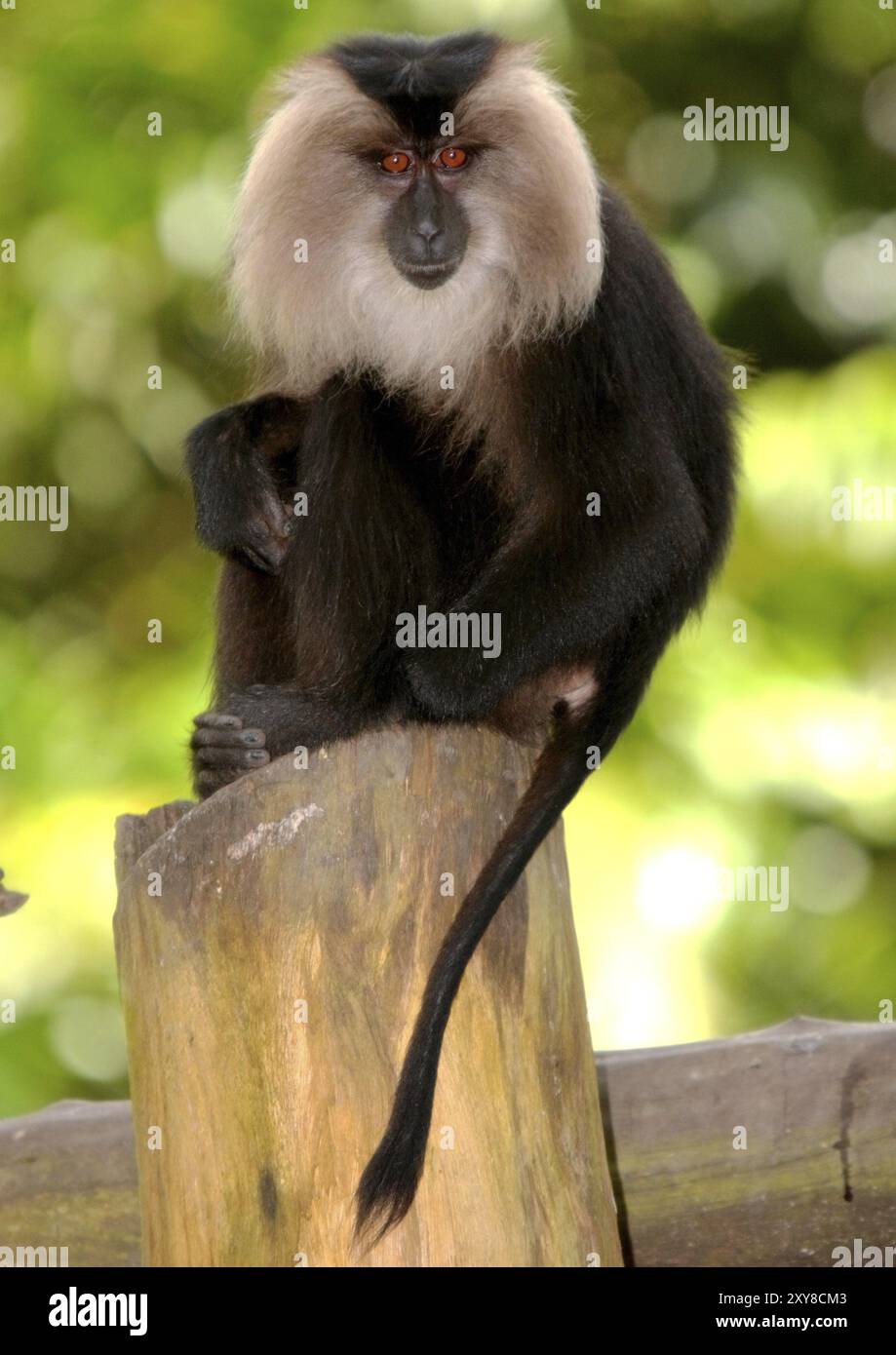 Makaken, Indonesien, Bali, Lombok, Java, Sumatra, Asien, Singapur, Affen, Primaten, Guenons, macaca Singular, Makak, Makaken, Haplorhini, Katarrhini Stockfoto