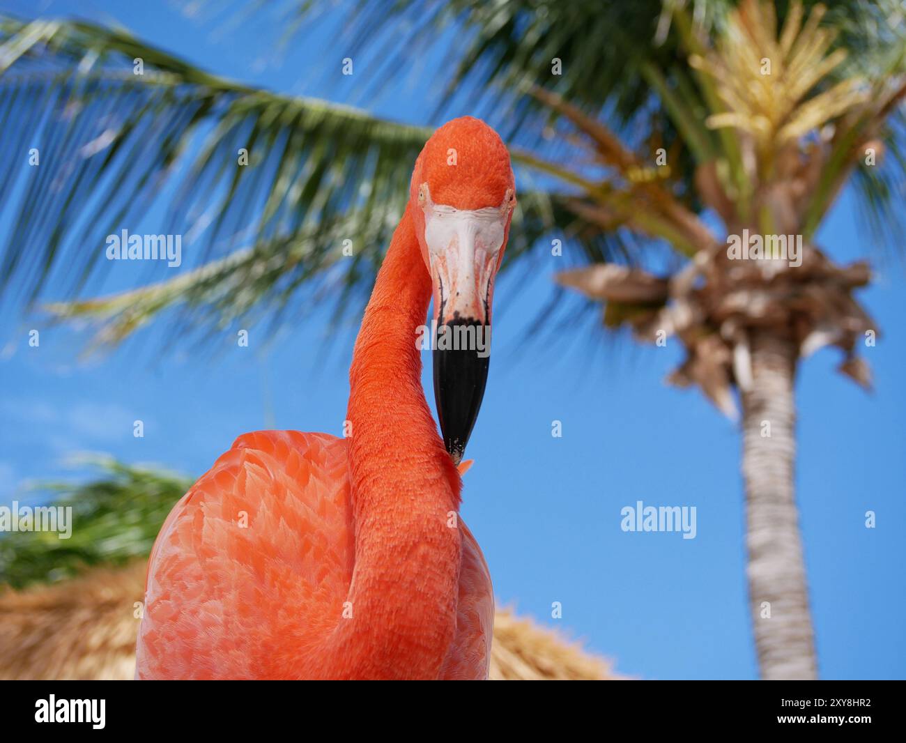 Flamingo am Strand von Aruba aus nächster Nähe. Stockfoto