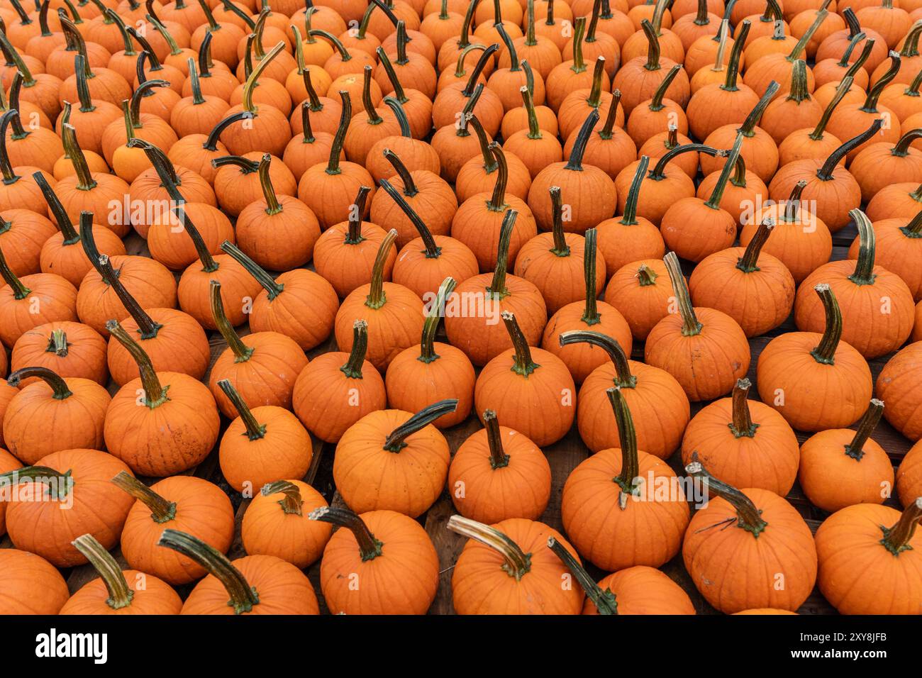 Reihen von knallorangen Kürbissen auf dem Farmer's Market bereit für Halloween und Thanksgiving. Stockfoto