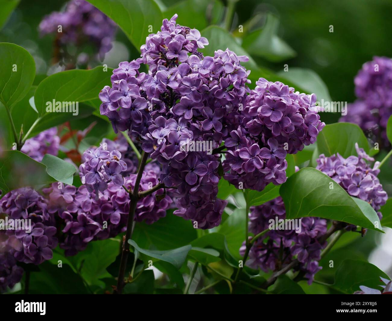 Lila blüht im Frühling. Stockfoto