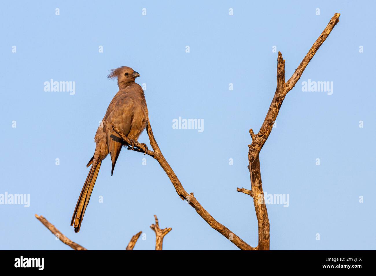 Südafrika, Kruger-Nationalpark, Grauer Abwesenheitsvogel (Corythaixoides concolor), Grauer Lourie, Grauer Loerie Stockfoto