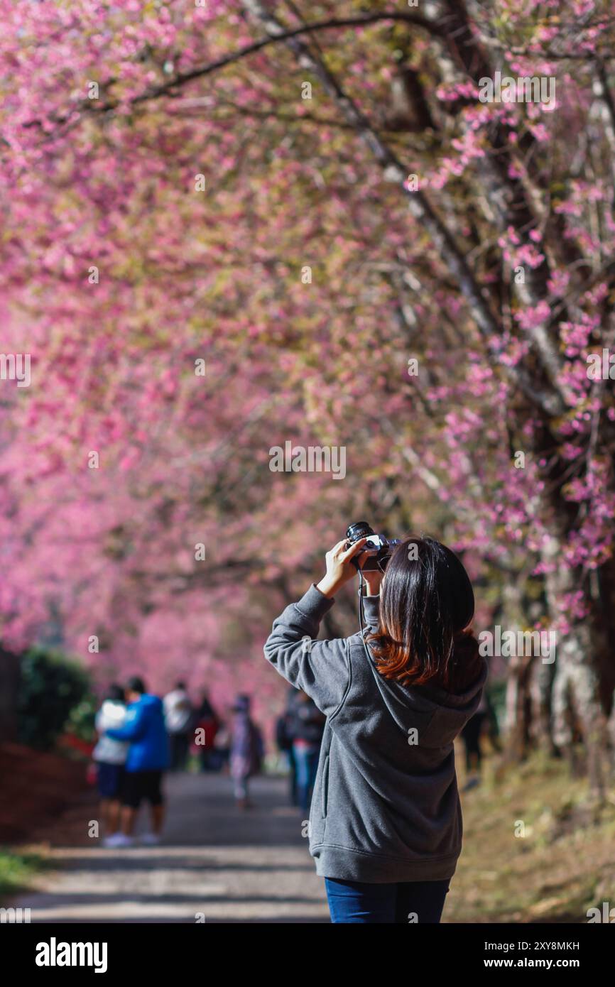 Verschwommenes Bild Eine junge Frau, die reist und im Winter Fotos von der wunderschönen rosa Kirschblüte Sakura macht. Ein junger Fotograf reist und fängt Th ein Stockfoto