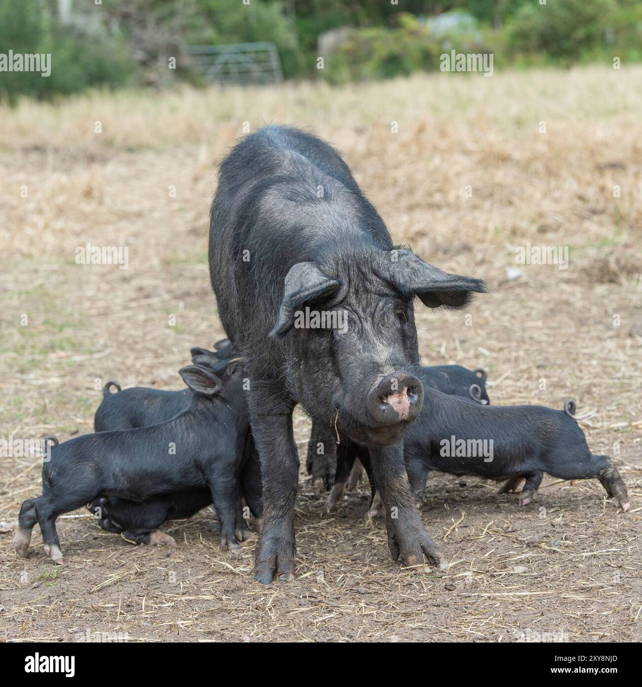 berkshire Schwarzes Schwein füttert ihre Ferkel in einer Outdoor-Einheit Stockfoto