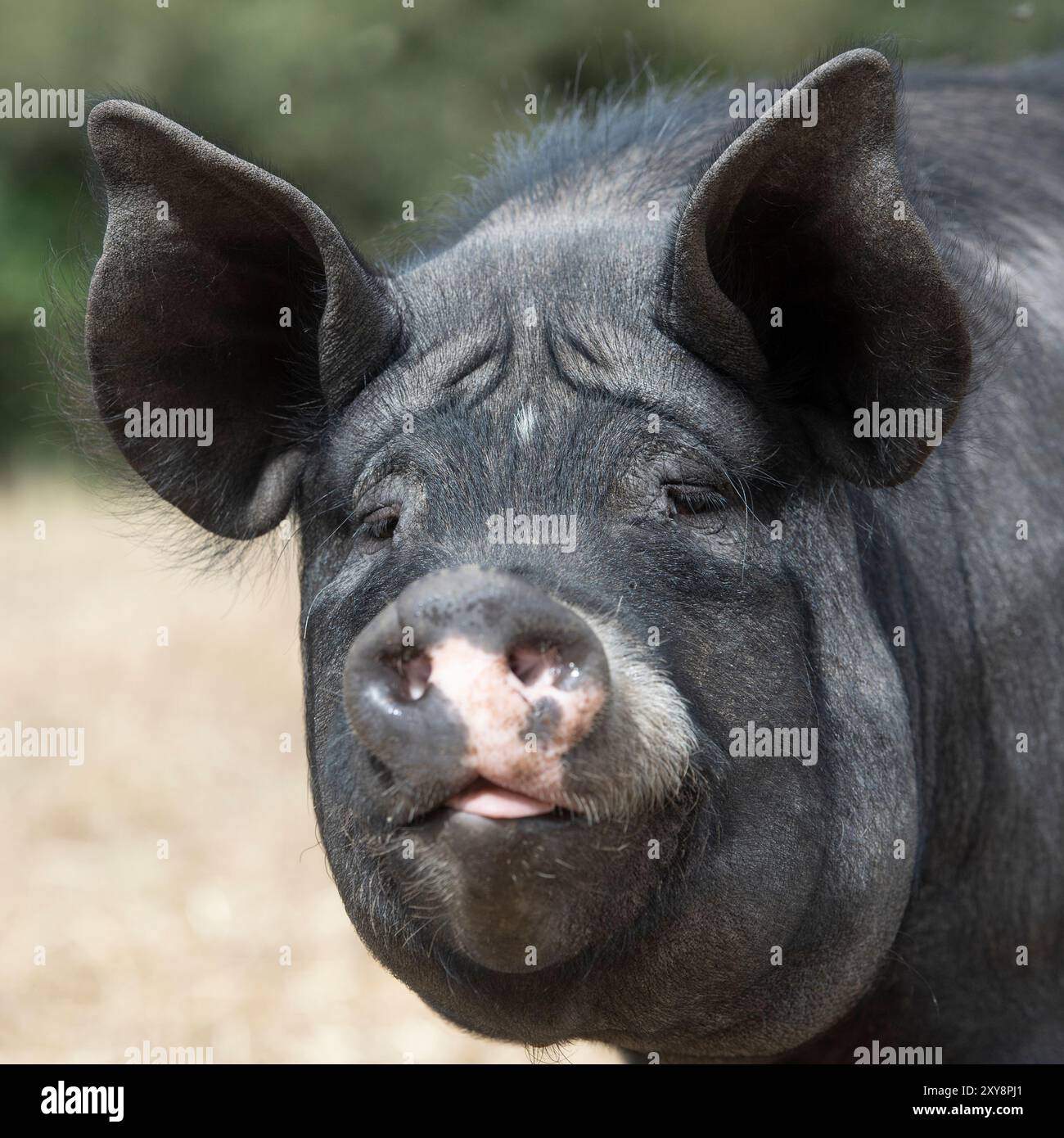 Schwarzes Berkshire-Schwein, Nahaufnahme der Kopfuntersuchung Stockfoto