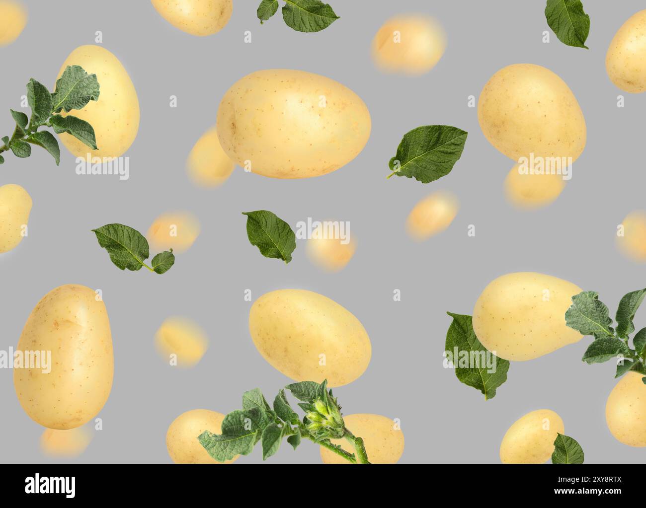 Frische Kartoffeln und grüne Blätter in der Luft auf grauem Hintergrund Stockfoto