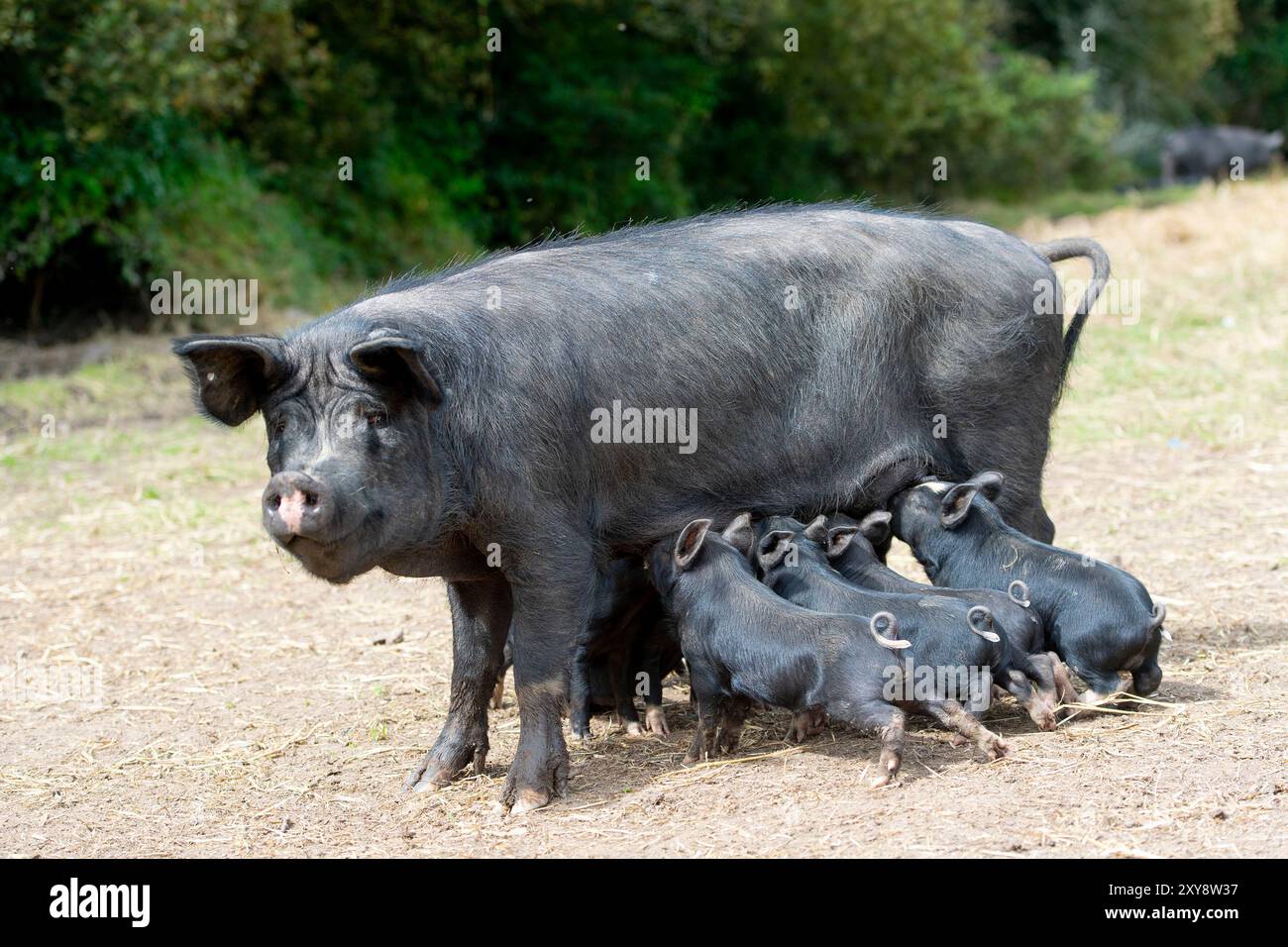 Seltenes Berkshire-Schwein mit ihren Ferkeln Stockfoto