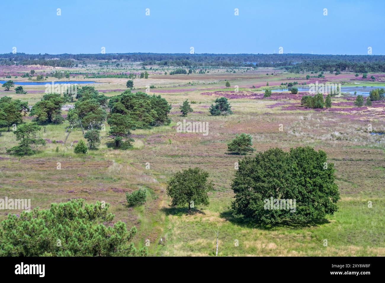 Blick aus der Vogelperspektive über das Naturschutzgebiet Kalmthoutse Heide / Kalmthout Heide, das im Sommer blüht, Provinz Antwerpen, Flandern, Belgien Stockfoto