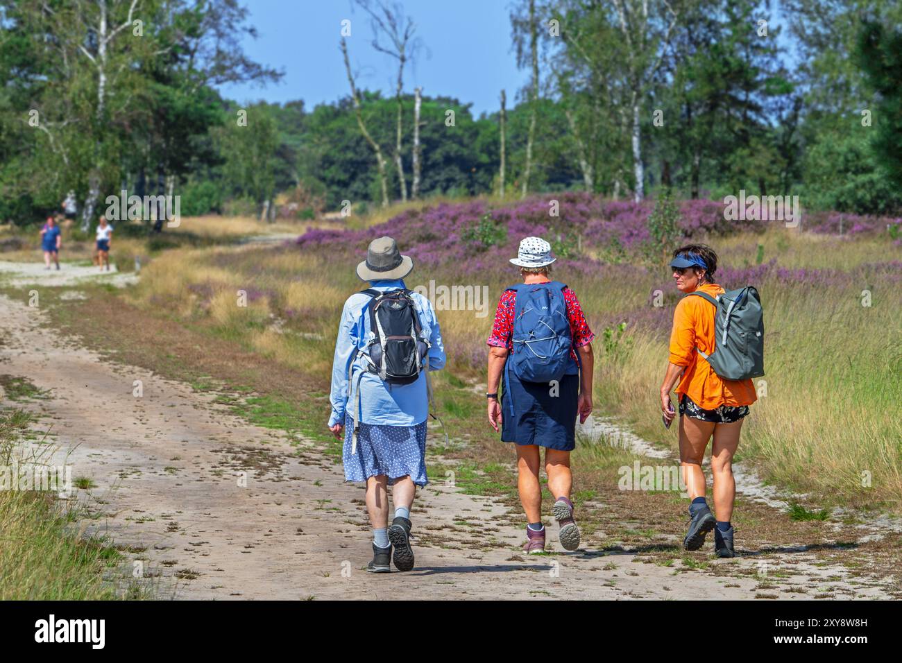 Spaziergänger, die auf Sandwegen in der Kalmthoutse Heide / Kalmthout Heide laufen, Naturschutzgebiet blühend im Sommer, Provinz Antwerpen, Flandern, Belgien Stockfoto