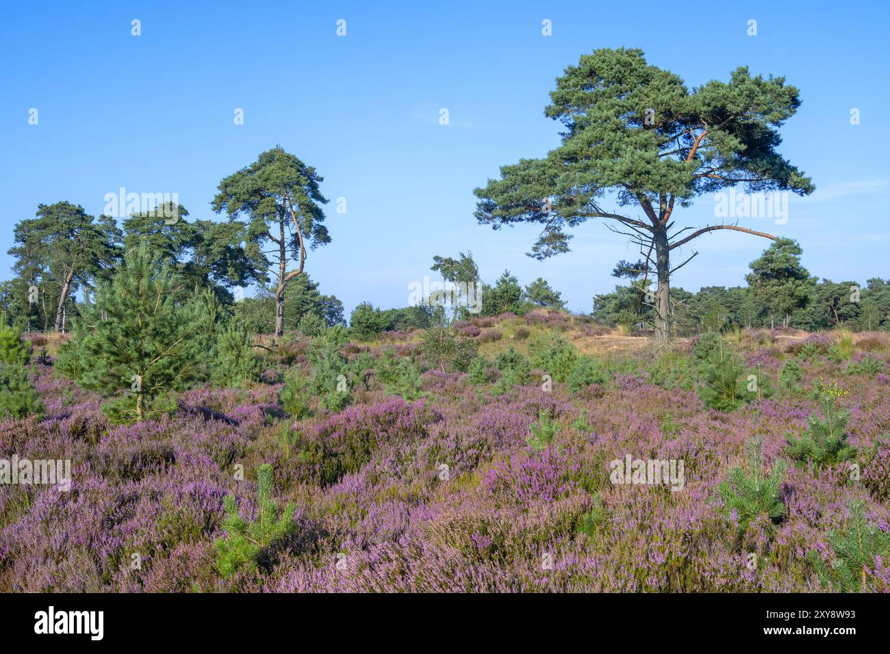 Im Grenspark Kalmthoutse Heide / Kalmthout Heide, Naturschutzgebiet im Sommer, Flandern, Belgien Stockfoto