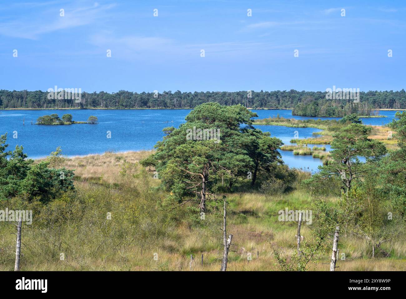 Blick vom Aussichtsturm de Stapper über Stappersven, Fen in Grenspark Kalmthoutse Heide / Kalmthout Heide, Naturschutzgebiet im Sommer, Flandern, Belgien Stockfoto