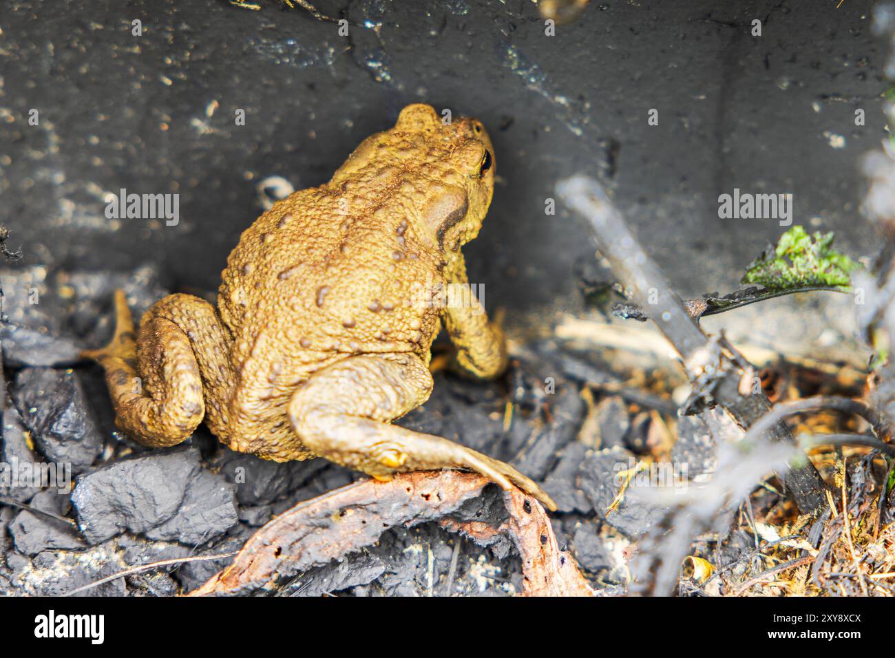 Nahaufnahme einer grauen Kröte, die auf Felsen in der Nähe einer Betonmauer sitzt. Stockfoto