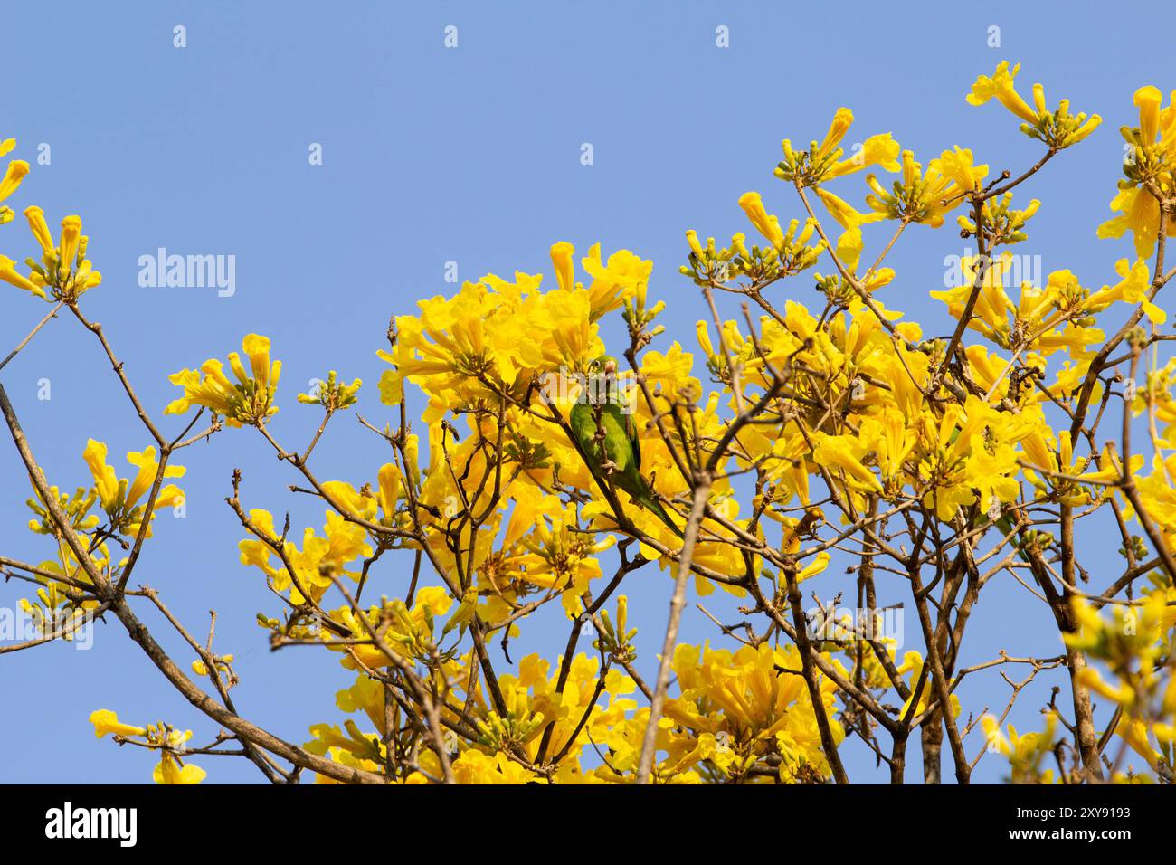 Goiania, Goias, Brasilien – 28. August 2024: Ein grüner Sittich, der auf dem Ast eines gelben ipe-Baumes mit blauem Himmel im Hintergrund thront. Stockfoto