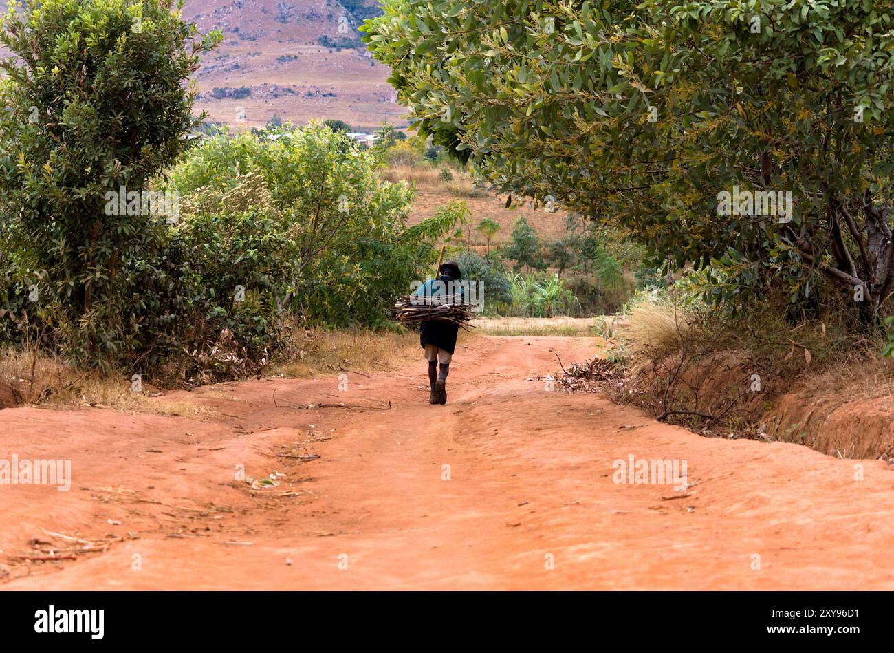 Ein Mann, der Feuerholz in sein Dorf im ländlichen Madagaskar bringt. Stockfoto