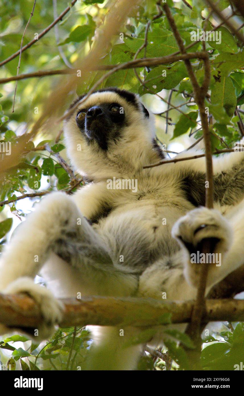 Verreaux's Sifaka (Propithecus verreauxi) im Isalo National Park, Madagaskar Stockfoto