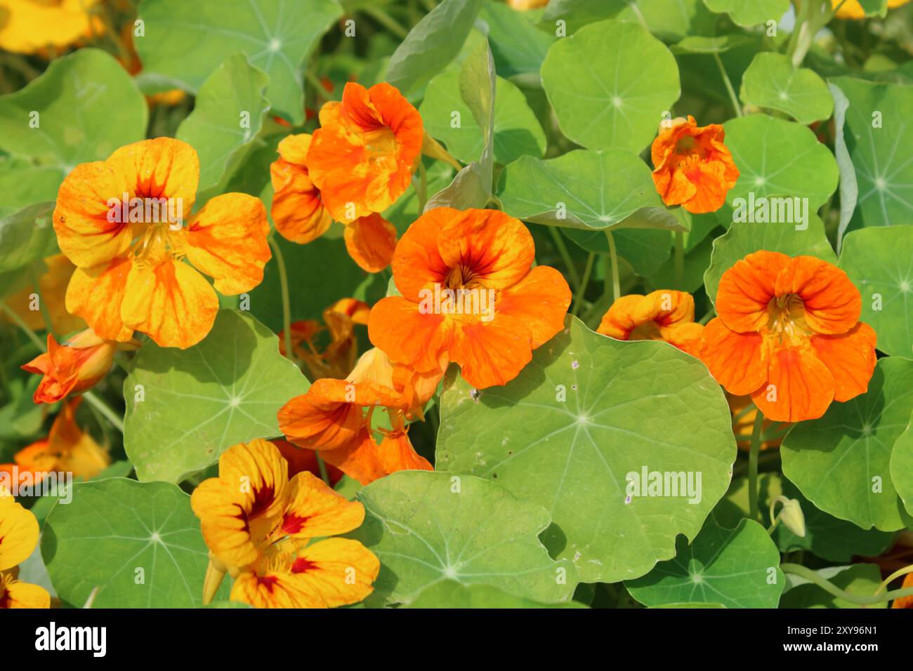 Zwergnasturtium (Tropaeolum minus) Stockfoto