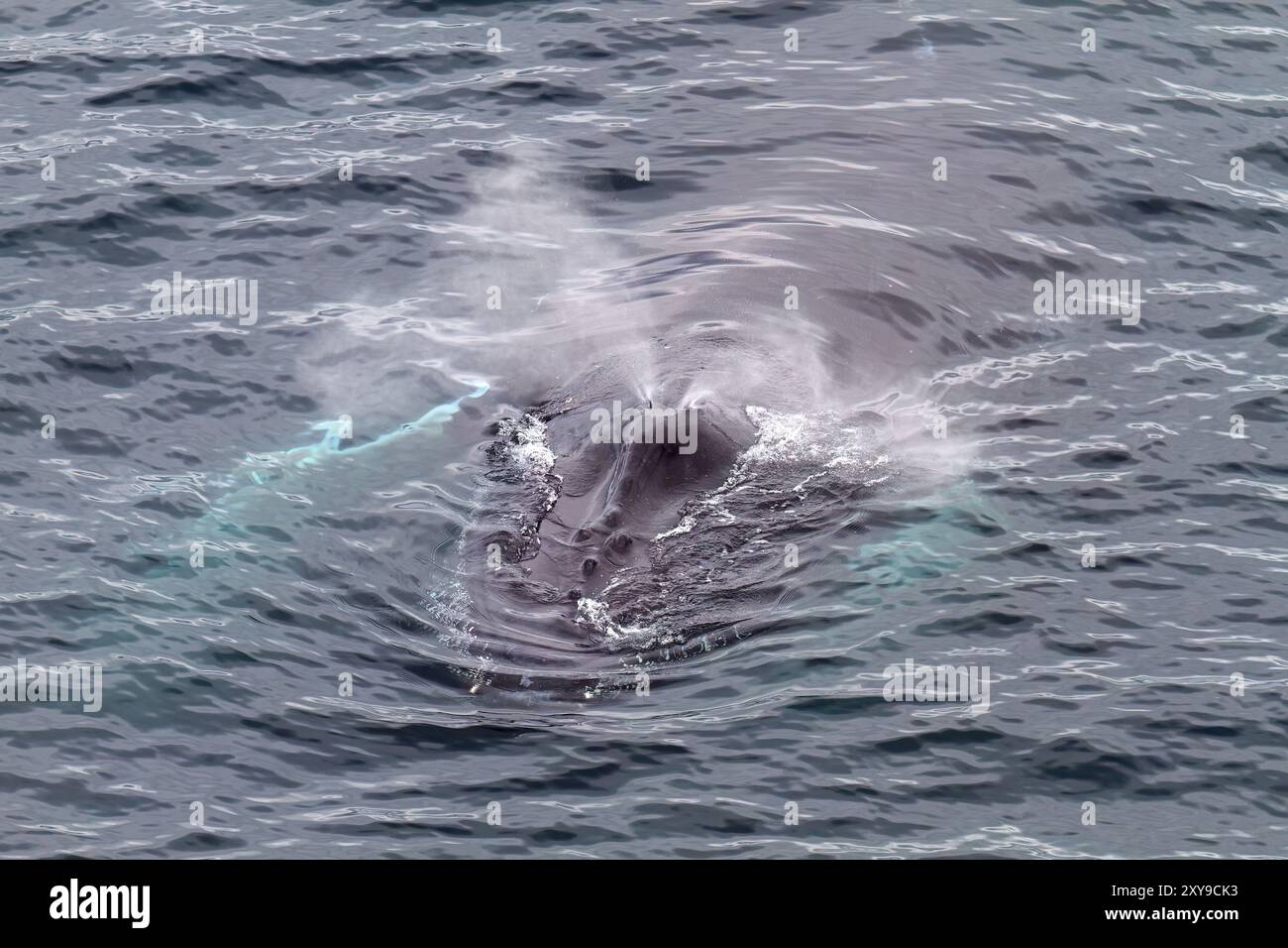 Ausgewachsener Buckelwal, Megaptera novaeangliae, taucht in der Dallmann Bay, Antarktis, Südpolarmeer auf. Stockfoto