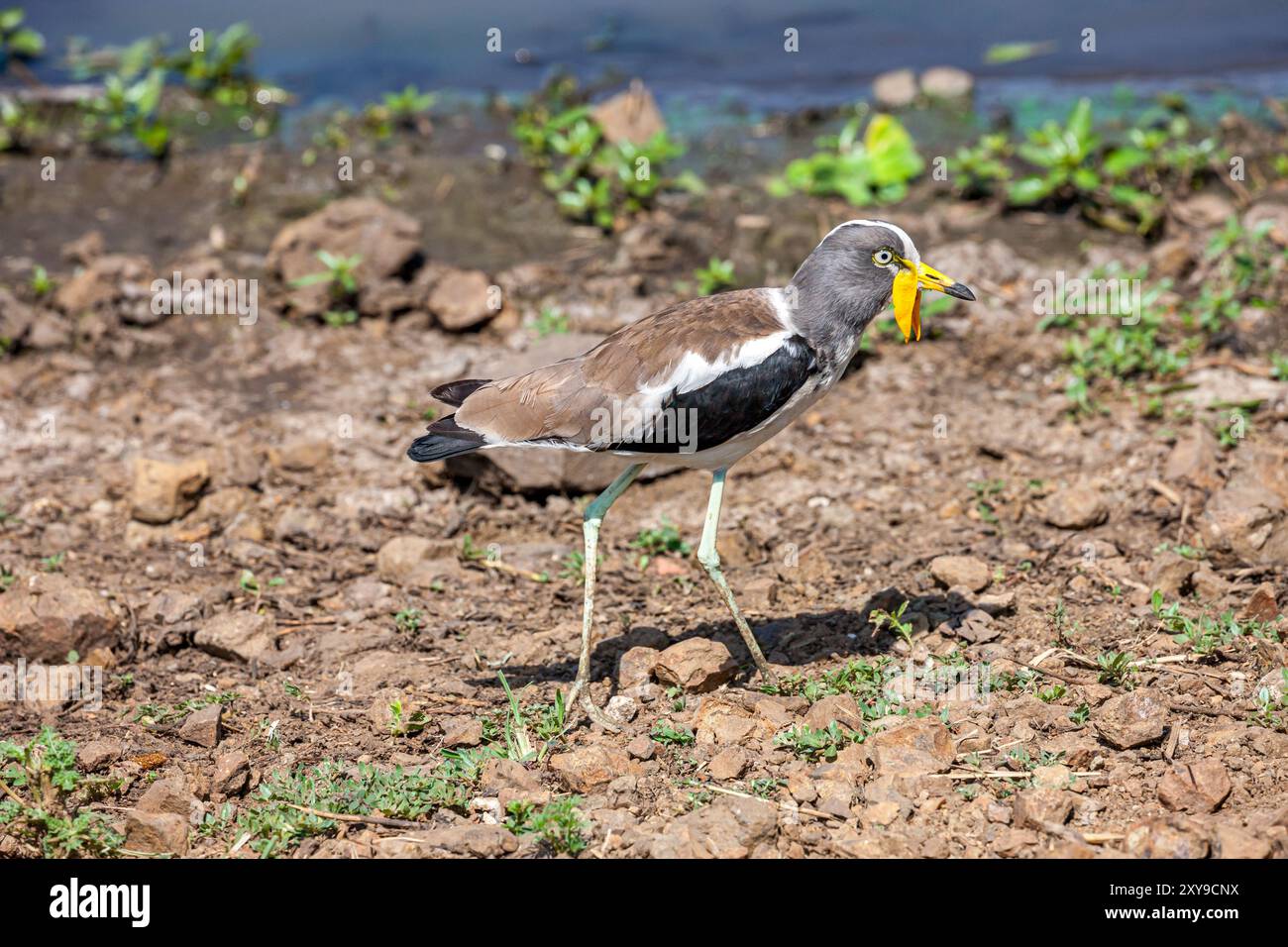 Südafrika, Krüger-Nationalpark, Weißkronen-/Weißkopfkippen/Plover (Vanellus albiceps) Stockfoto