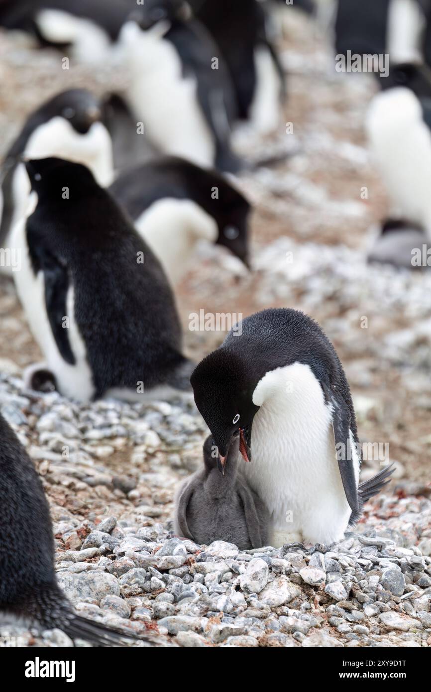 Adélie-Pinguin, Pygoscelis adeliae, Fütterung von Küken in der Brutkolonie Brown Bluff, Antarktische Halbinsel, Antarktis. Stockfoto