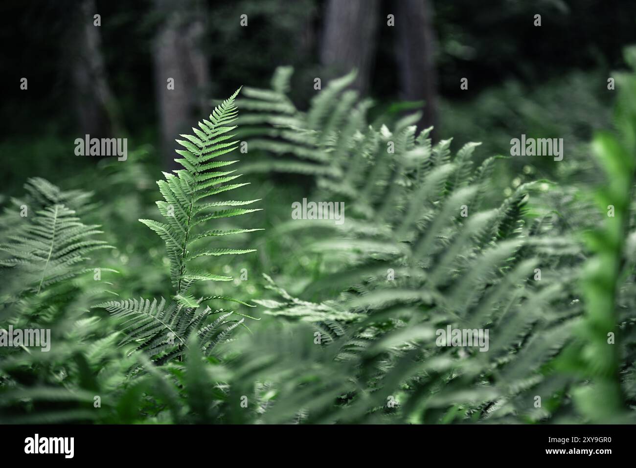 Farne, die im Sommer in einem tiefen Wald wachsen Stockfoto
