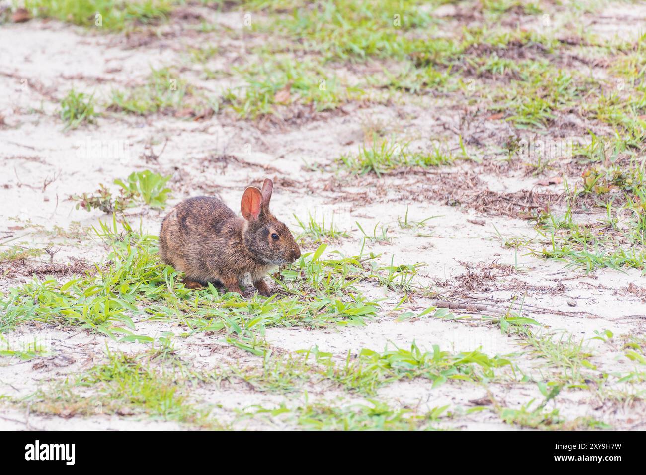 Carolina Marsh Hase (Sylvilagus palustris palustris) sitzt in den Dünen auf der Smaragdinsel. North Carolina. USA Stockfoto