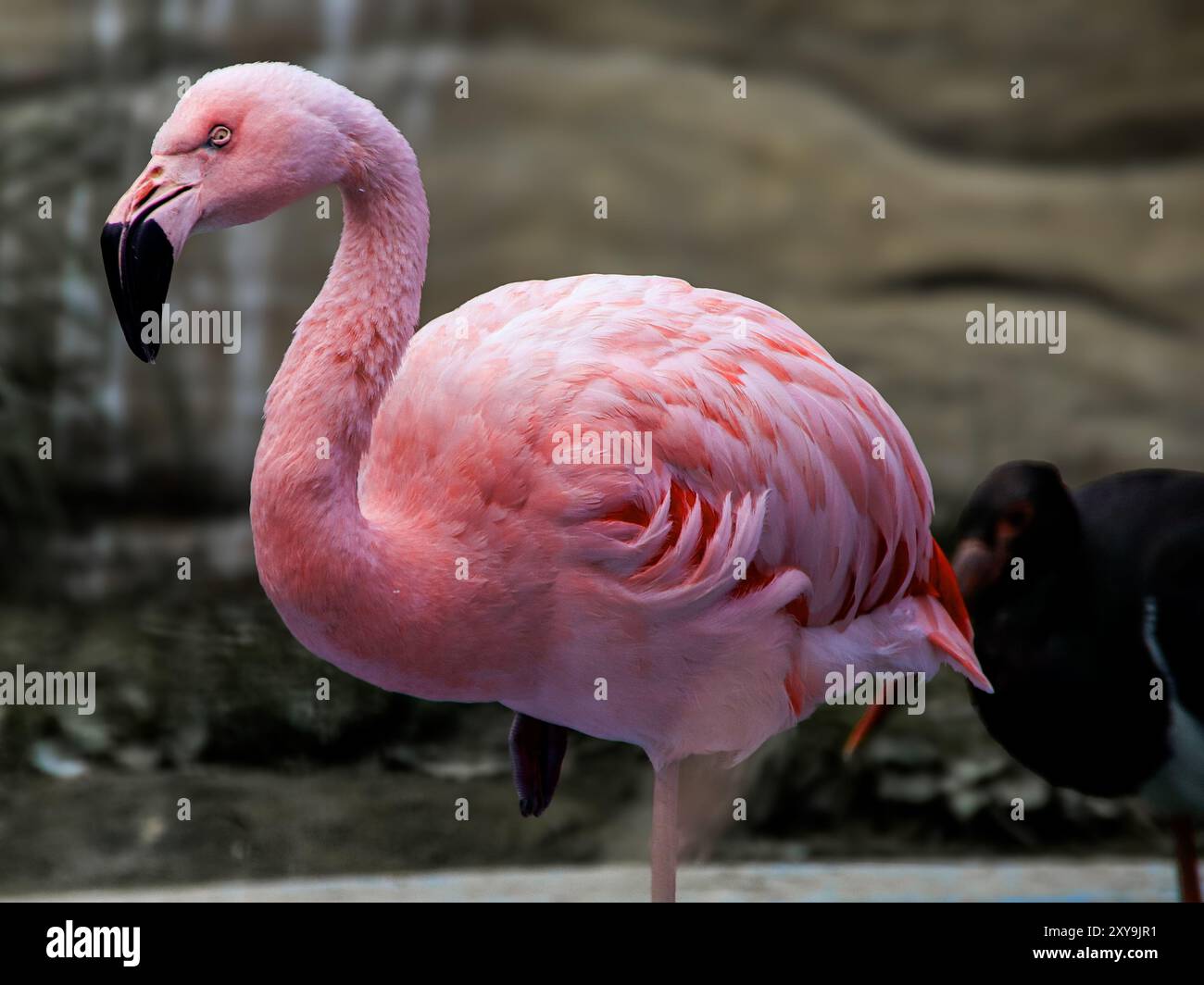 Anmutig in Pink: Ein Flamingo, der eine perfekte Pose zeigt. Stockfoto