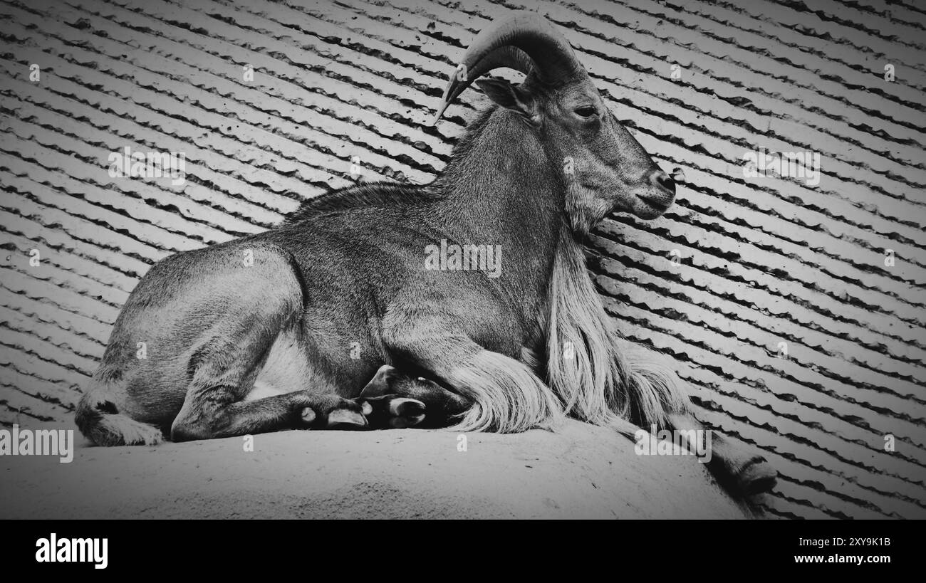 Ein Moment der Ruhe inmitten der felsigen Hänge: Die majestätische Bergziege. Stockfoto