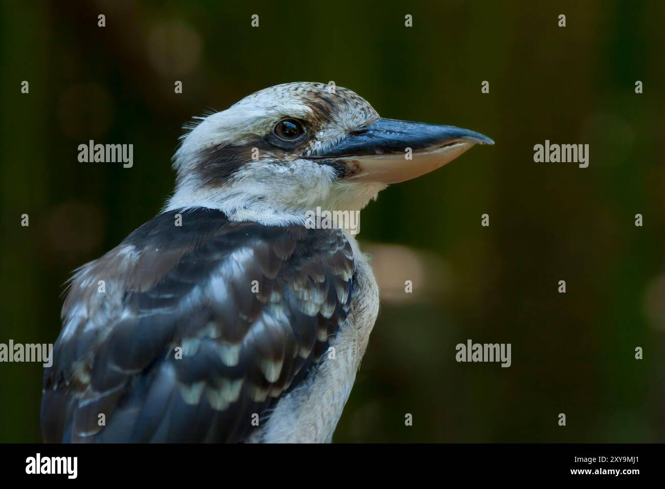 Nahaufnahme Porträt von lachender Kookaburra in einem Zoo. Dacelo novaeguineae, lachende Kookaburra. Ein alleinstehender, lachender Kookaburra, der auf einem Ast steht. Stockfoto