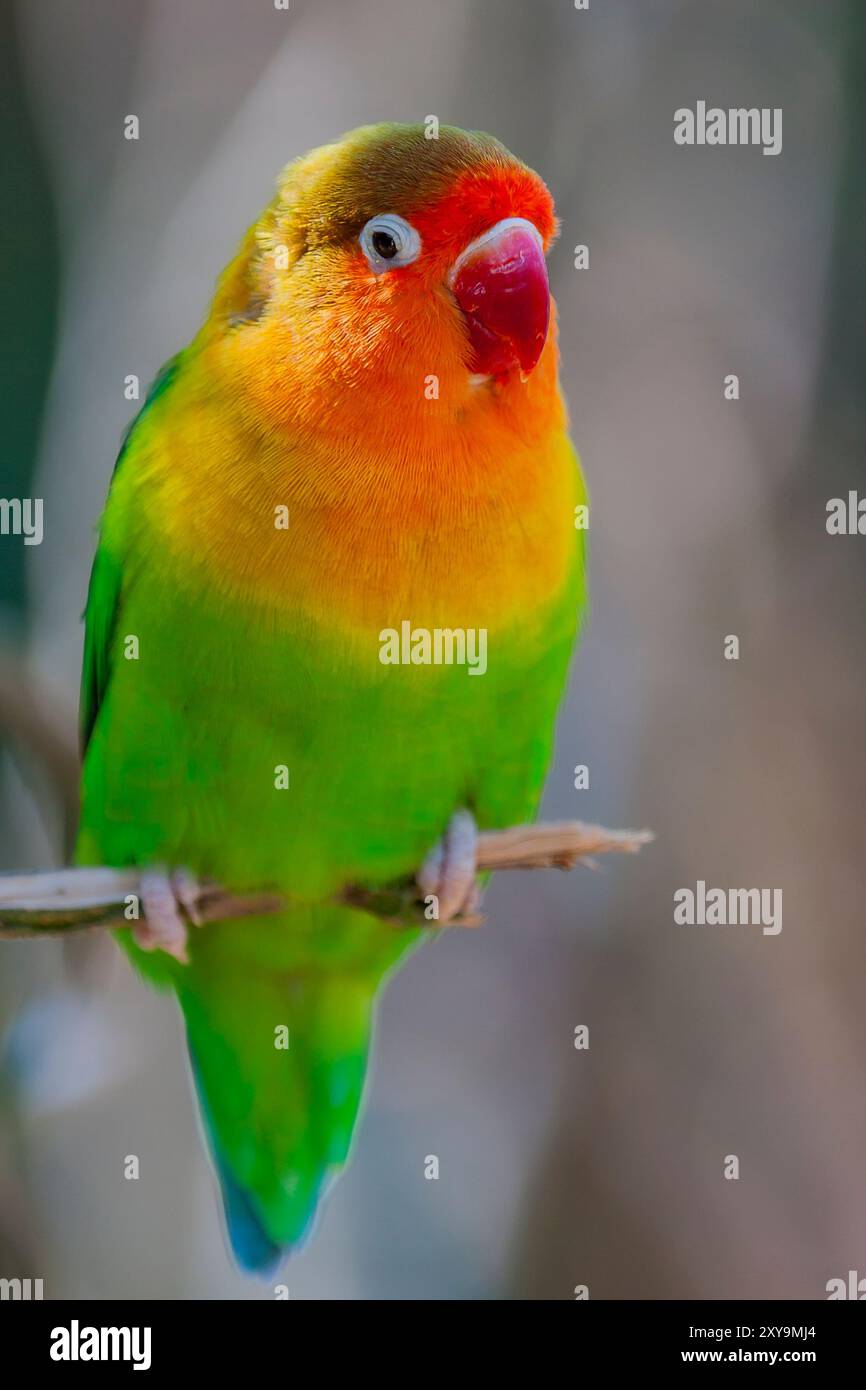 Nahporträt von Fischers Lovebird, Agapornis fischeri im Zoo. Nahaufnahme eines gelb-orangen und grünen Fischers Turteltauben. Stockfoto