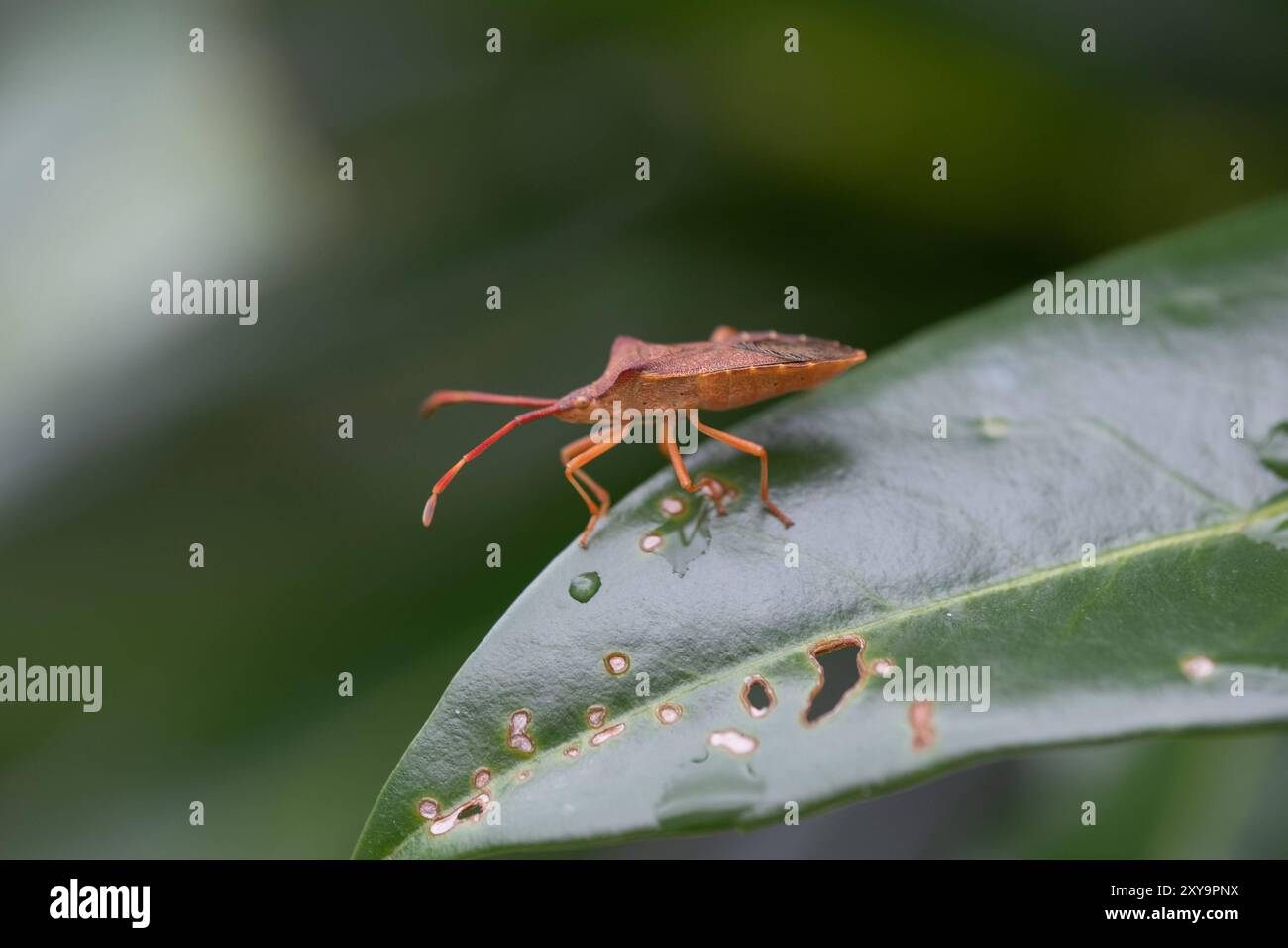 Braune Randwanze in Aachen am 17. August 2024. DEUTSCHLAND - AACHEN - BUG August täglich Stockfoto