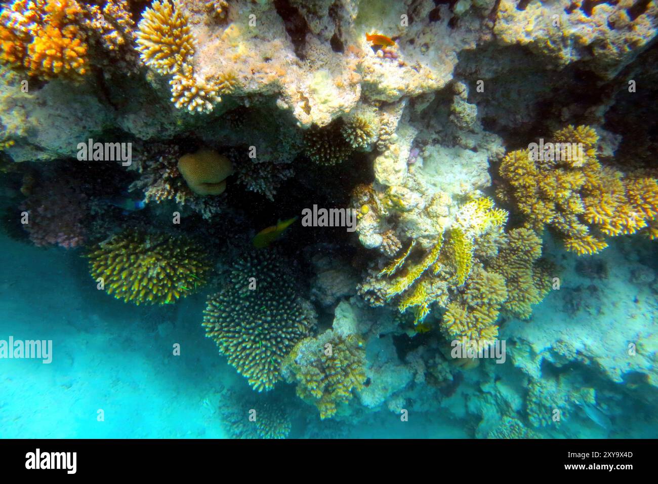 Das farbenfrohe Korallenriff in Hurghada ist für Amateurfotografen geeignet und zeigt eine Vielzahl von Meeresarten, die in kristallklarem Wasser gedeihen. Stockfoto