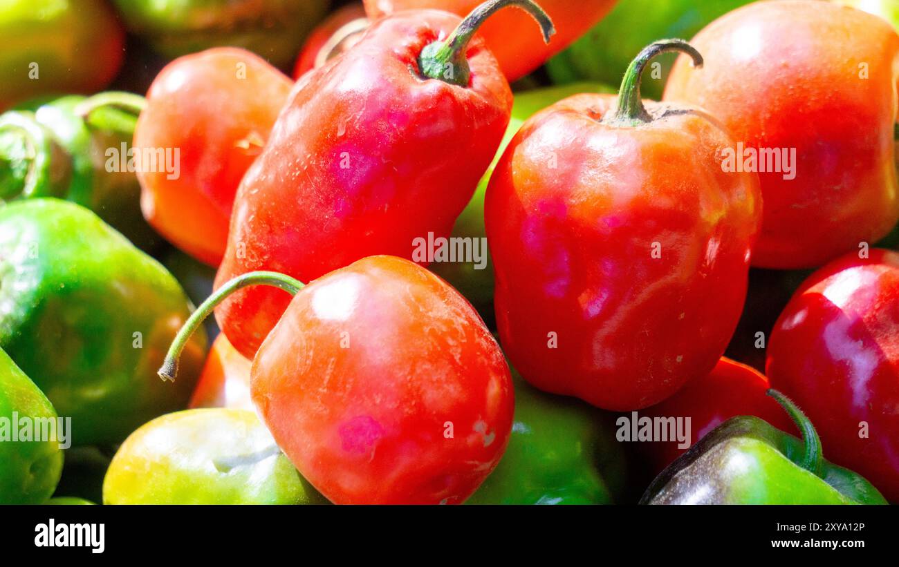 Capsicum chinense (Cabai habanerom, cabai gendol, cabai gendot). Die heißesten Paprika der Welt Stockfoto