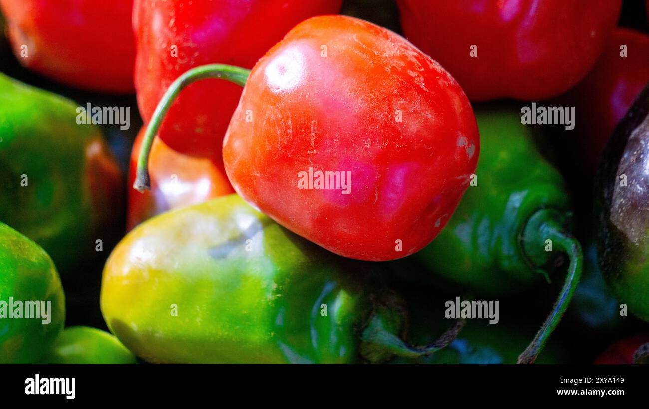 Capsicum chinense (Cabai habanerom, cabai gendol, cabai gendot). Die heißesten Paprika der Welt Stockfoto