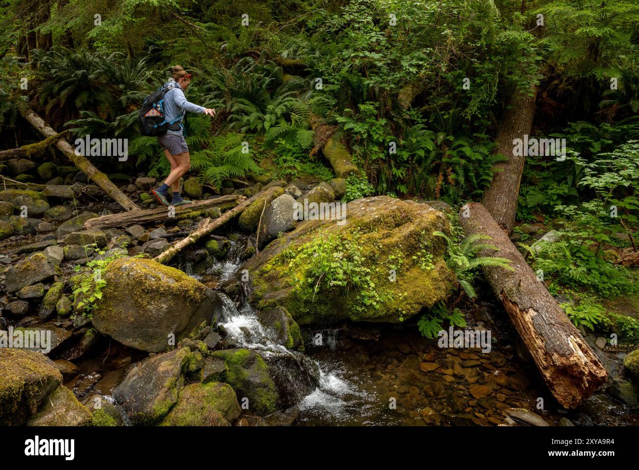 Frau geht über den Creek mit Fallen Log im Olympic National Park Stockfoto