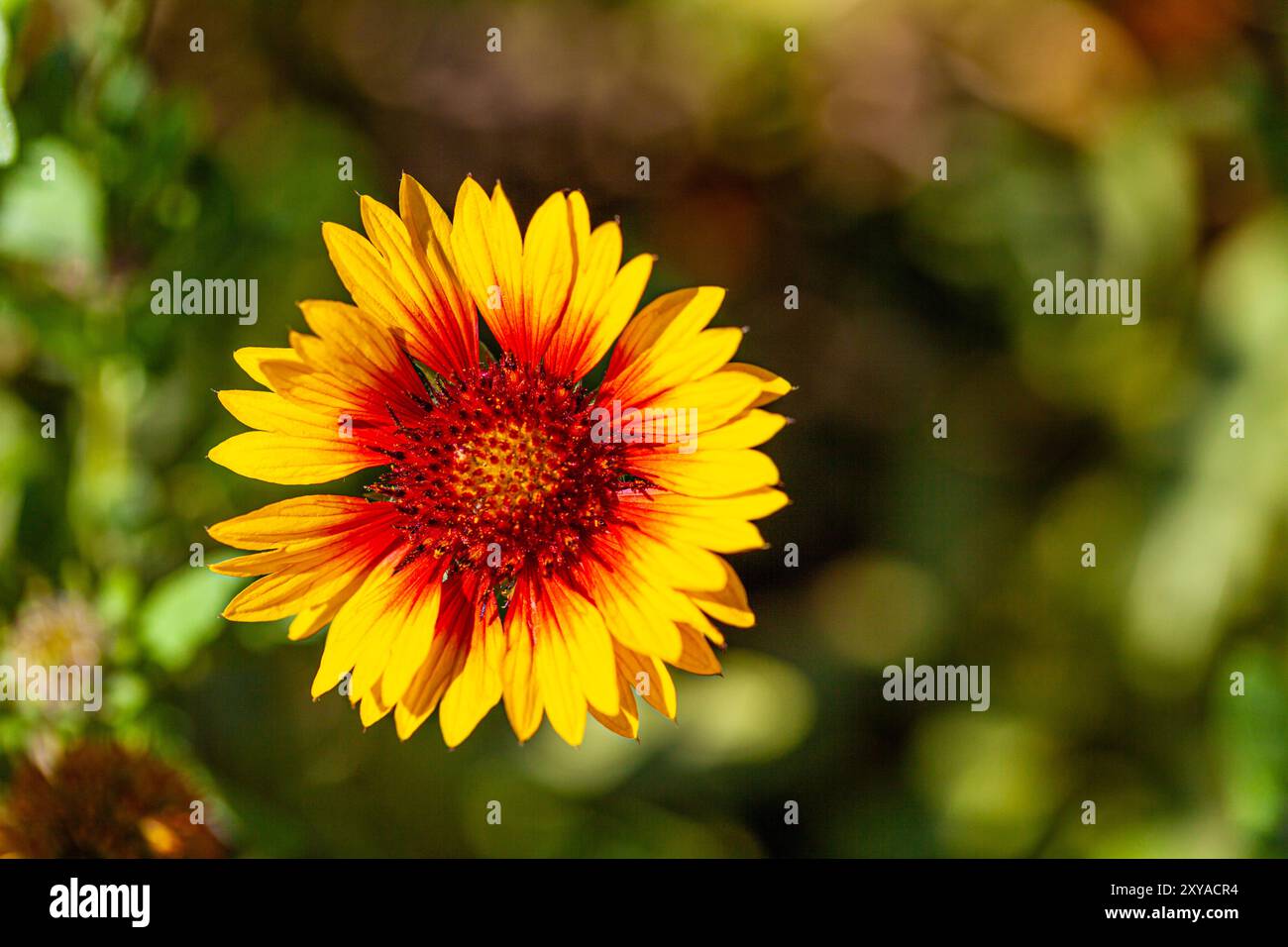 Nahaufnahme mit blumenmuster im Gary Point Park in Steveston British Columbia Kanada Stockfoto