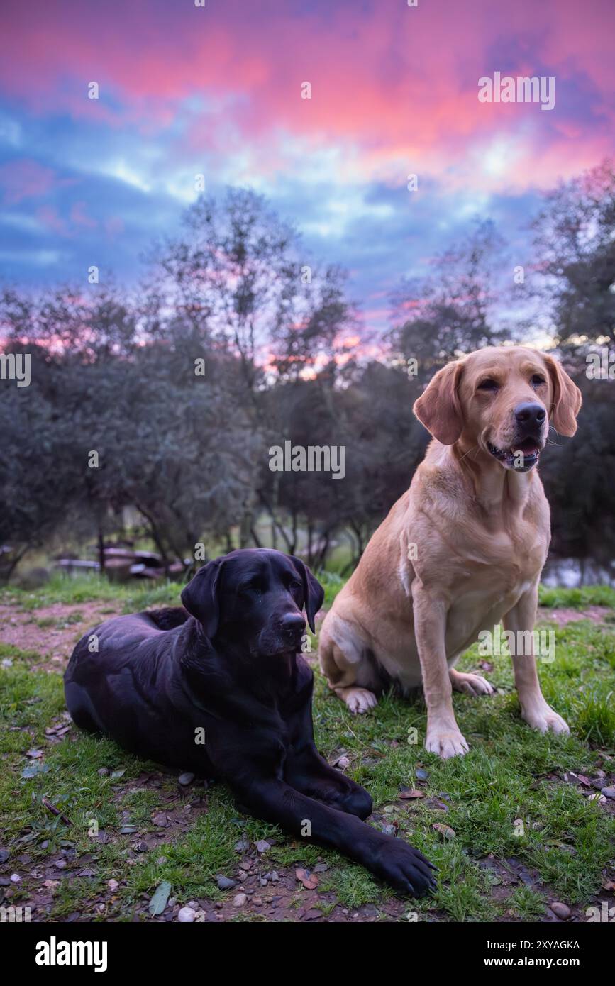 Jade und Ruby genießen einen rosa Sonnenuntergang Stockfoto