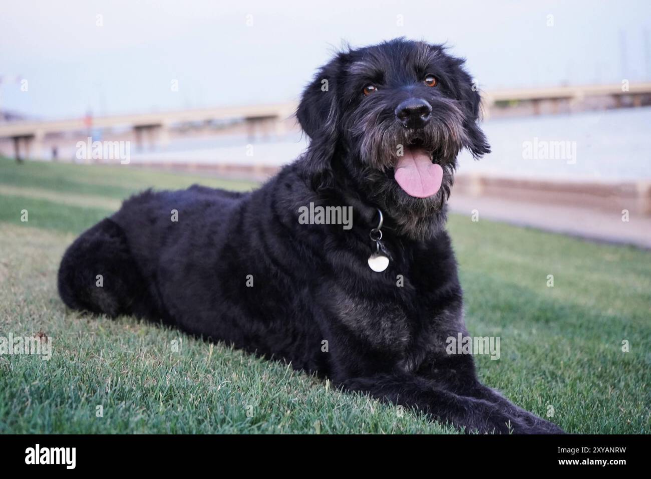 Schwarzer Labradoodle-Hund liegt auf dem Gras vor dem Tempe Town Lake in Arizona Stockfoto
