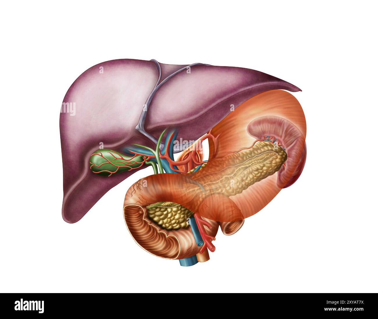 Anatomie der Leber, antero-viszerale Sicht Stockfoto