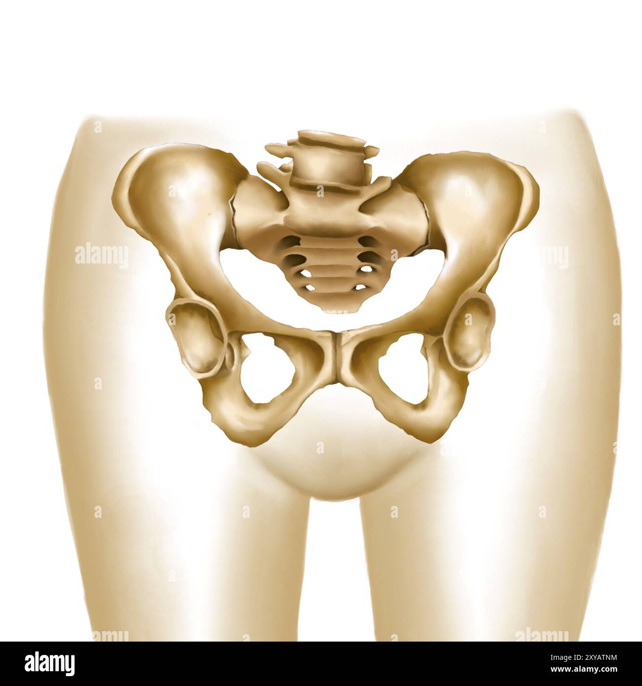 Anatomie der weiblichen Hüften und Beckenknochen Stockfoto