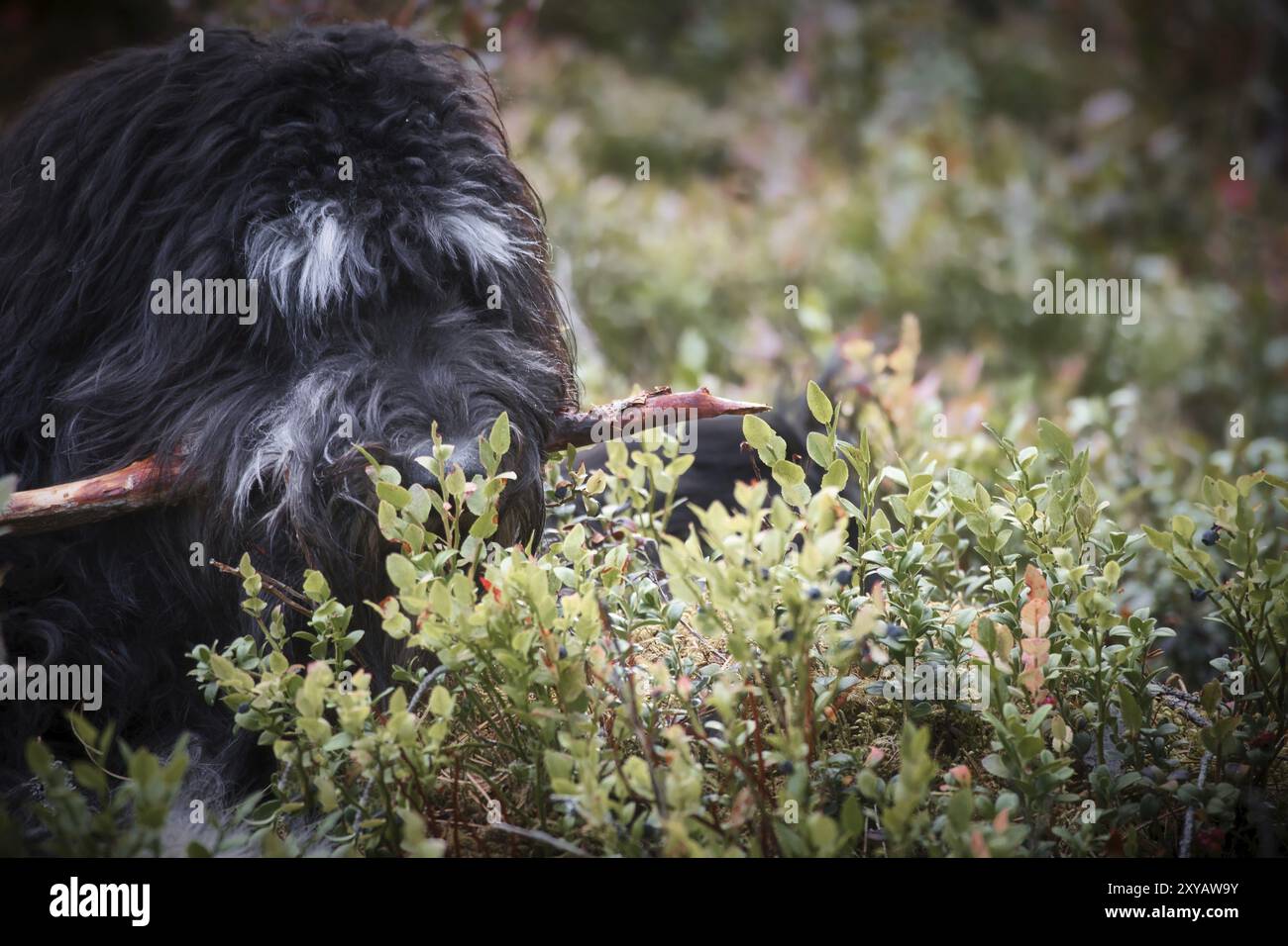 Goldendoodle liegt mit einem Stock im Heidelbeerfeld in einem Wald. Hybrid Hund spielen entspannt. Tierfoto des Hundes Stockfoto