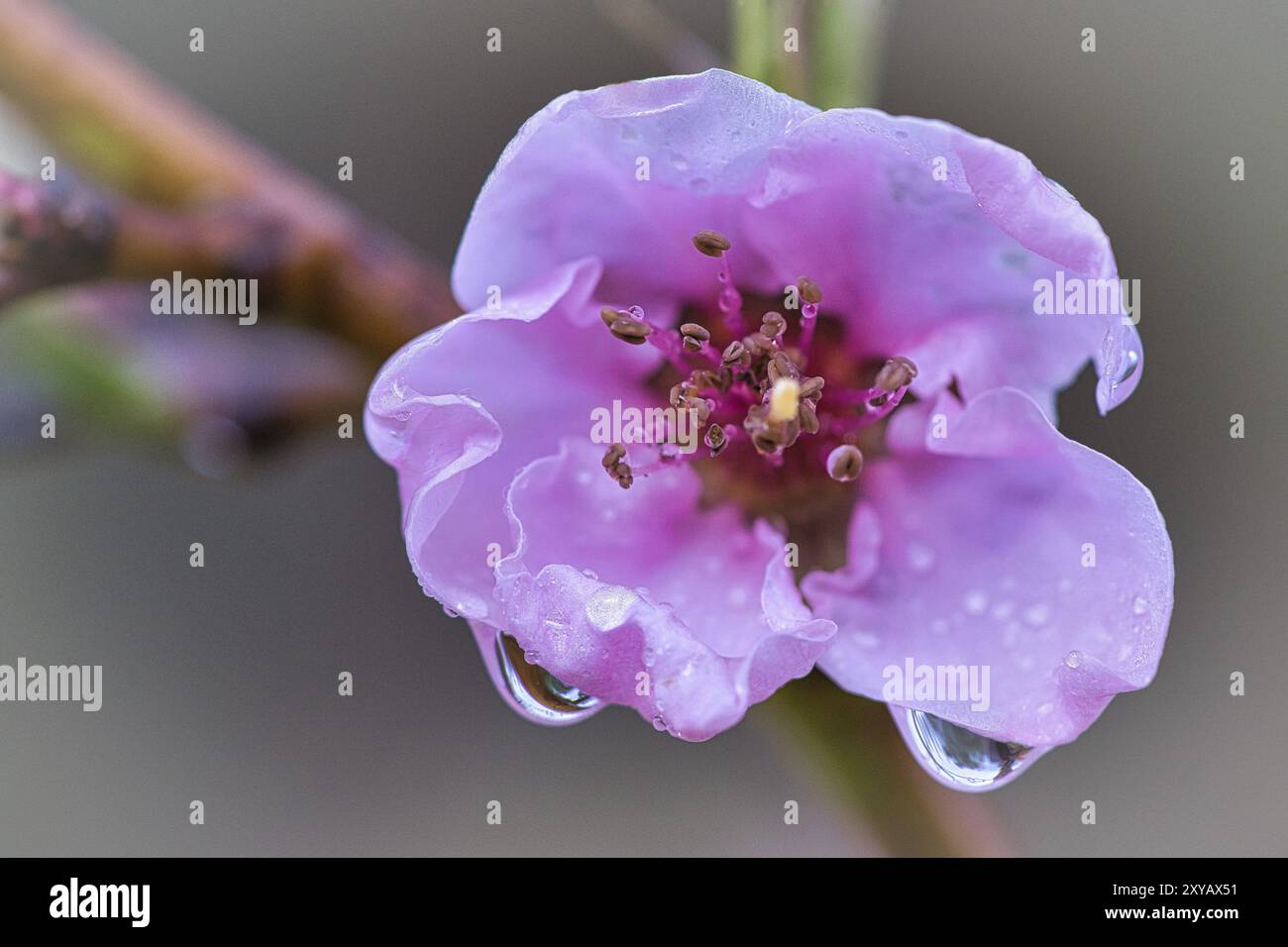 Pfirsichblüten sibten fantastisch schön. Die Blumen leuchten im Frühling im roser Fabton herlich. Der Duft ist leicht süß Stockfoto