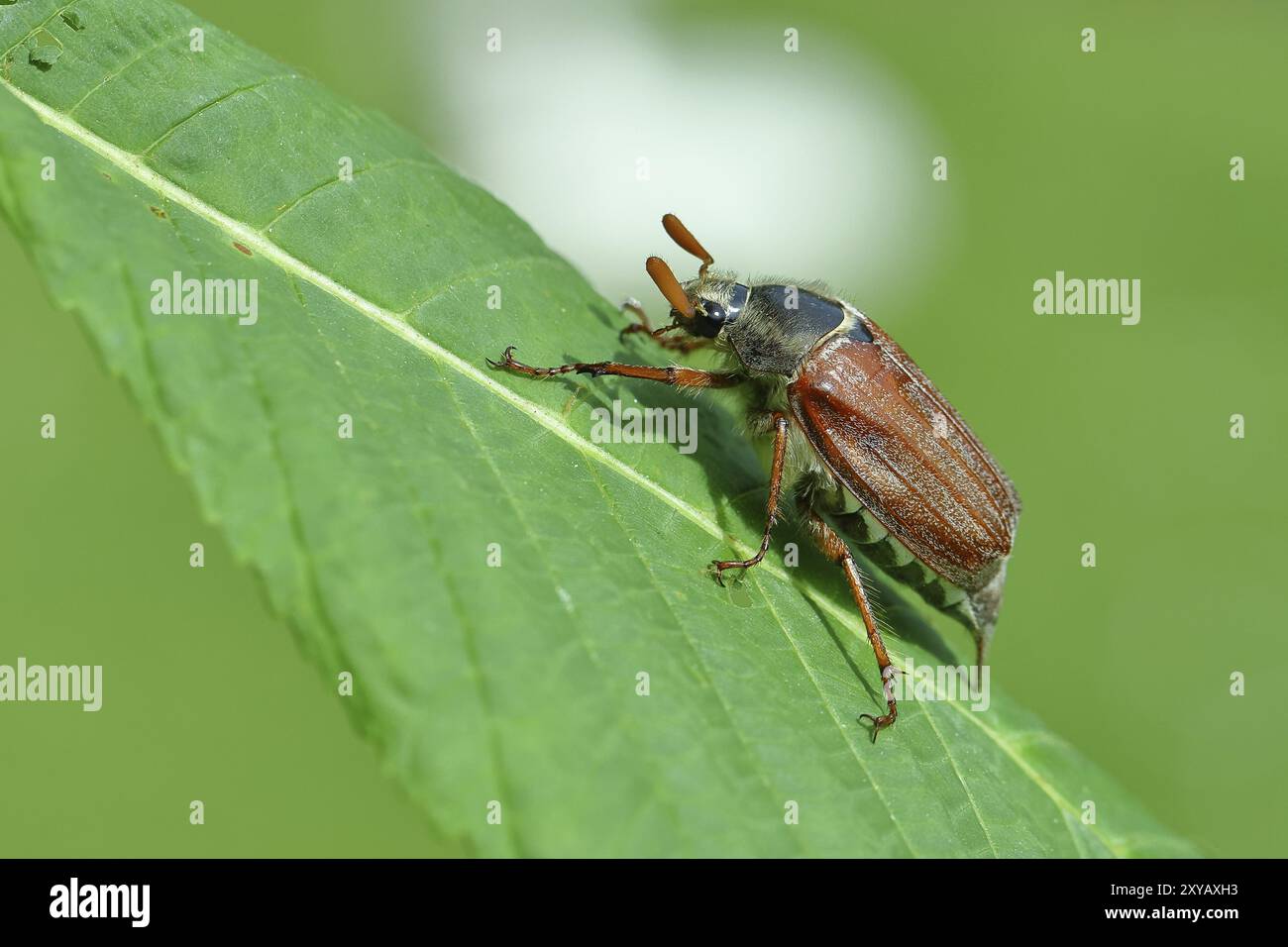 Nördlicher Hakenchafer (Melolontha hippocastani), männlich, auf einem Blatt einer Rosskastanie (Aesculus hippocastanum), Wilnsdorf, Nordrhein-Westfalen, Deutsch Stockfoto