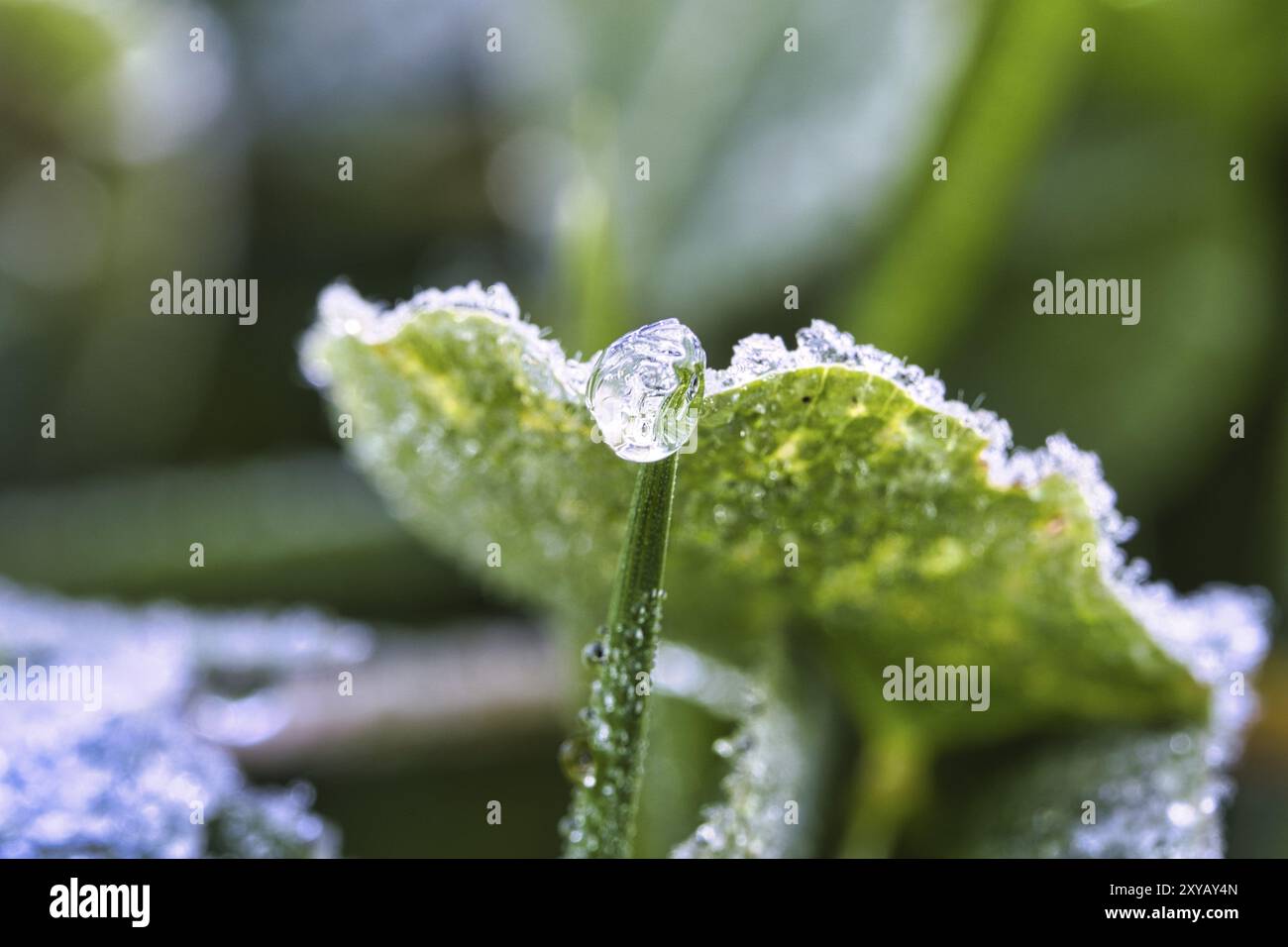 Iced Tau tropft auf Pflanzenblätter und Gras. Winter und kühle Jahreszeit Stockfoto