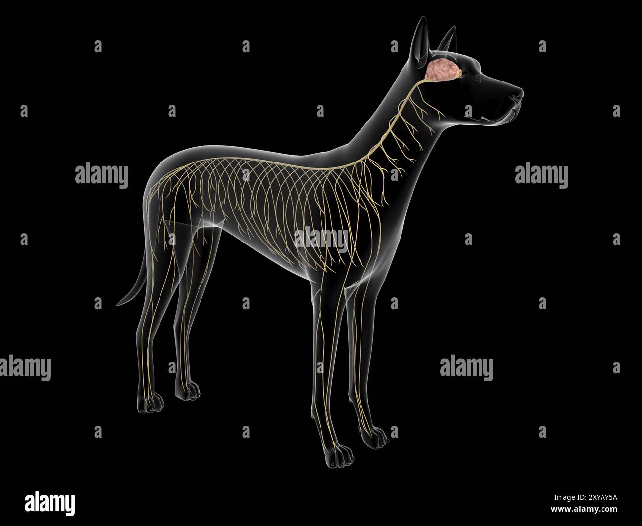 Das Nervensystem eines Hundes, Röntgenbild Stockfoto