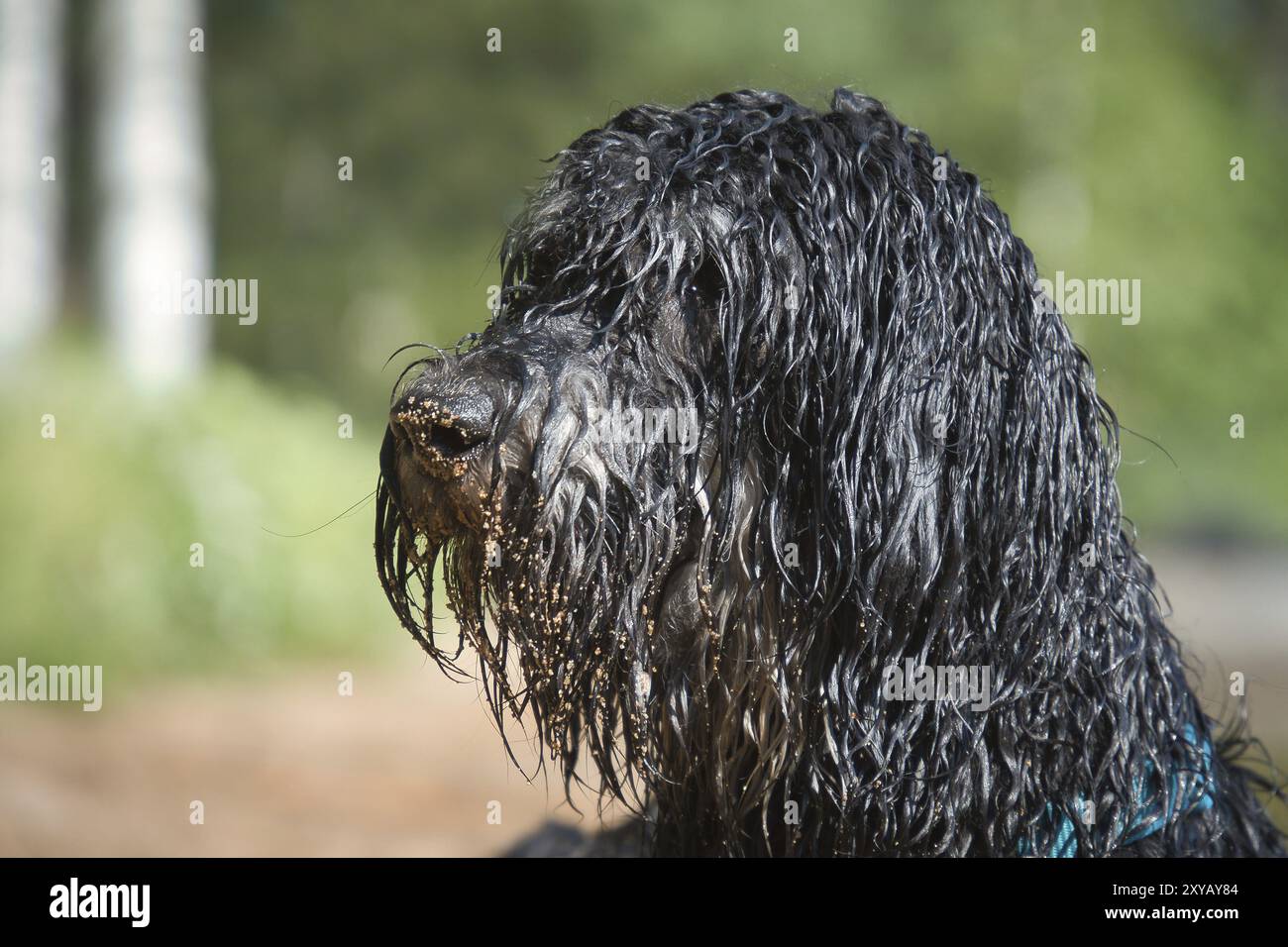 Porträt eines Golddoodle-Hundes. Der Hund liegt am Strand mit nassem lockigem, schwarzen hellbraunen Fell. Intimer Familienhund. Tierfoto eines Hundes Stockfoto