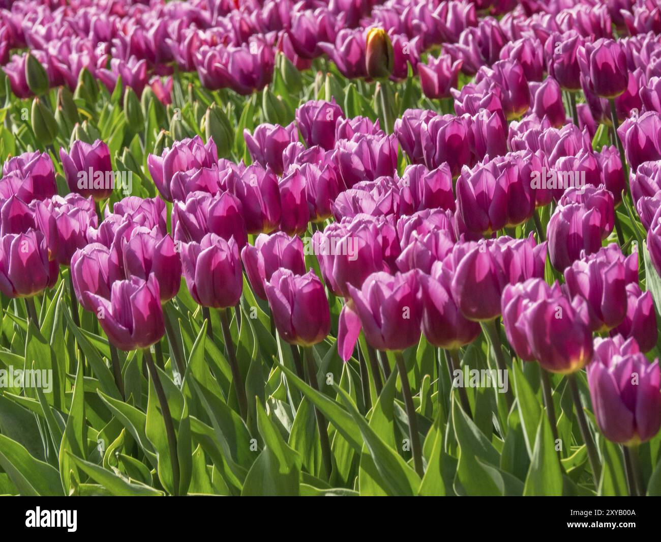 Dicht bepflanzte Felder voller violetter Tulpen in voller Blüte, die das gesamte Gebiet bedecken, Amsterdam, Niederlande Stockfoto