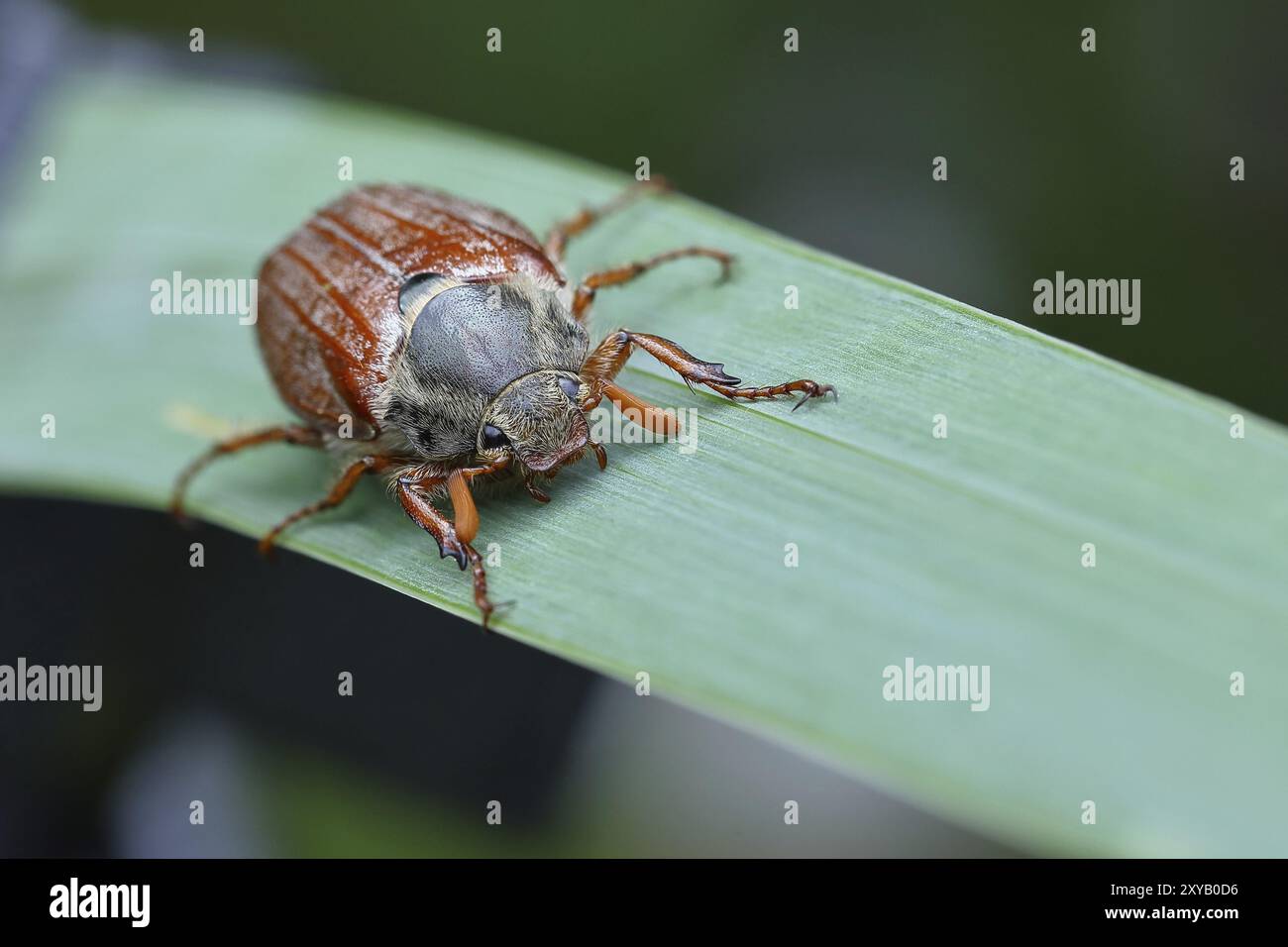 Nördlicher Hakenschafer (Melolontha hippocastani), männlich, auf einem Blatt eines breitblättrigen Bulrusches (Typha latifolia), Wilnsdorf, Nordrhein-Westfalen, Stockfoto