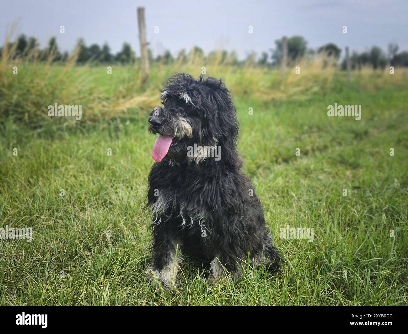Goldendoodelhund sitzt auf der Wiese. Schwarzes Doodle mit Phantomzeichnung. Schönes, treues Haustier in der Natur. Tierfoto Stockfoto